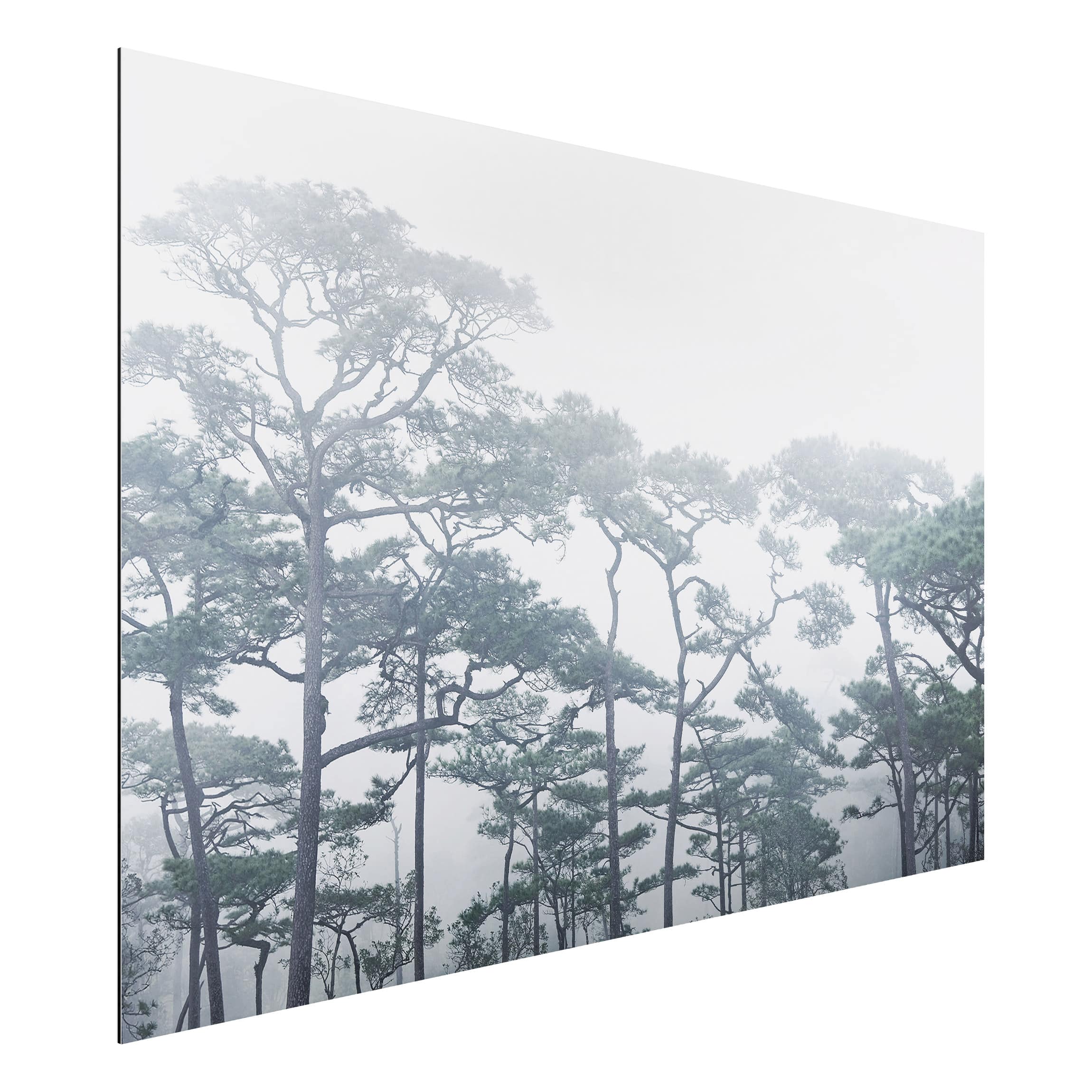 Alu-Dibond Outdoor Bild Baumkronen im Nebel