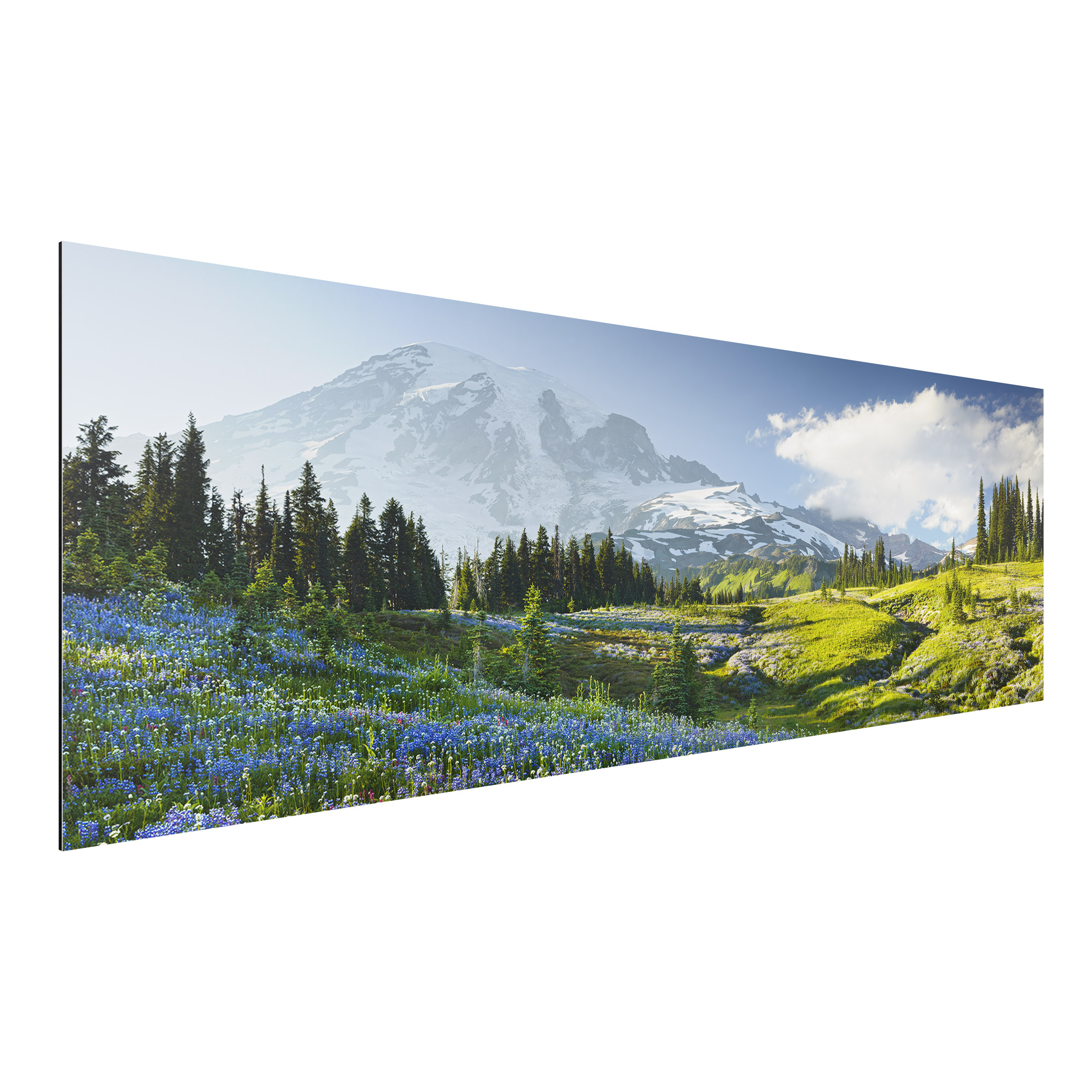 Alu-Dibond Outdoor Bild Bergwiese mit blauen Blumen vor Mt. Rainier