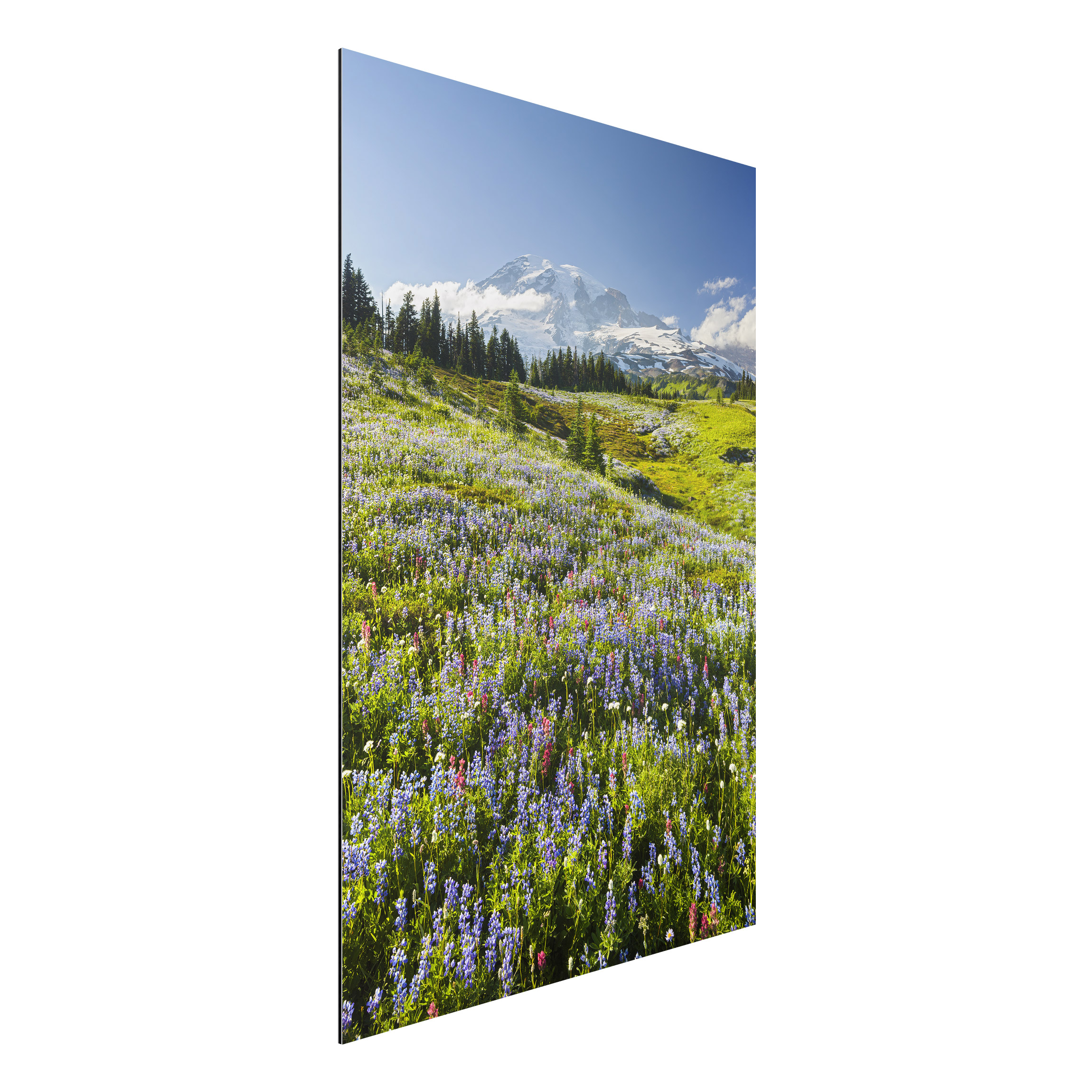 Alu-Dibond Outdoor Bild Bergwiese mit roten Blumen vor Mt. Rainier