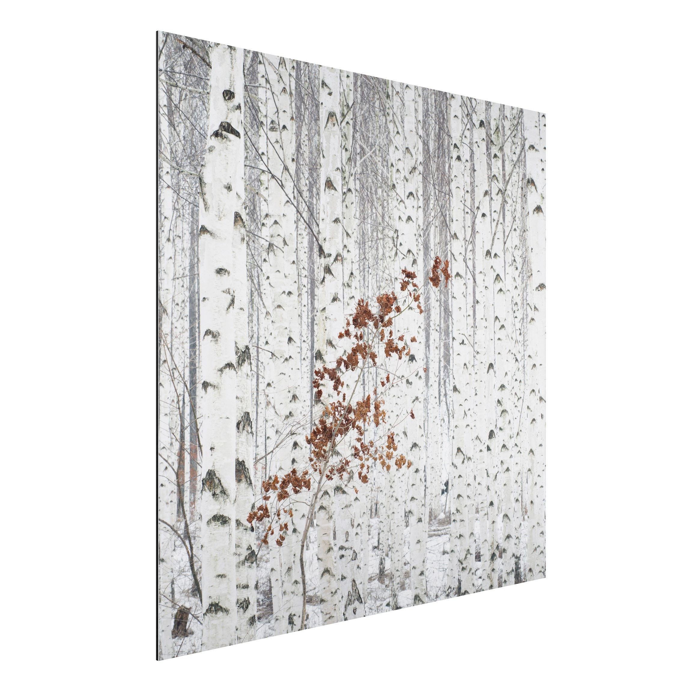 Alu-Dibond Outdoor Bild Birken im Herbst