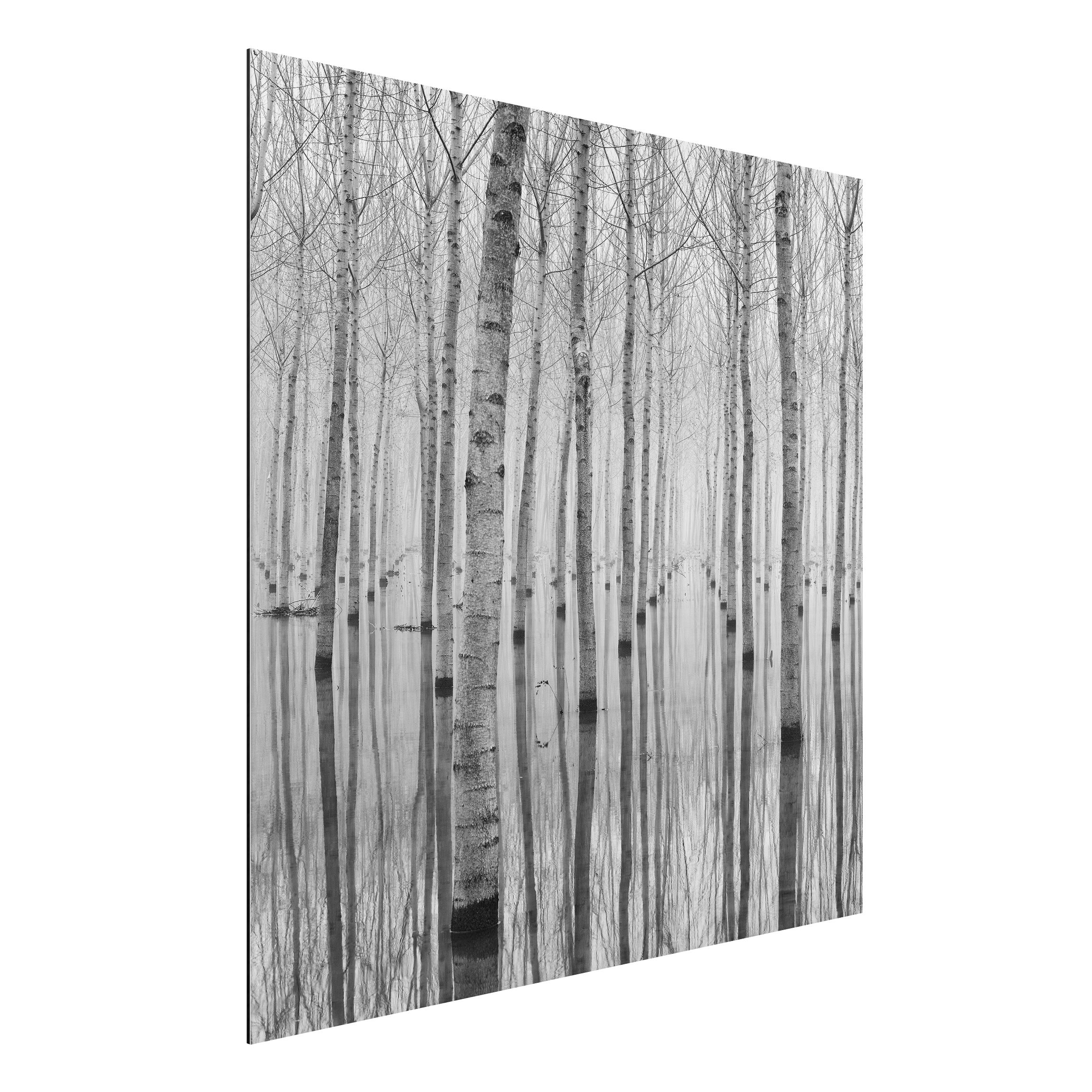 Alu-Dibond Outdoor Bild Birken im November