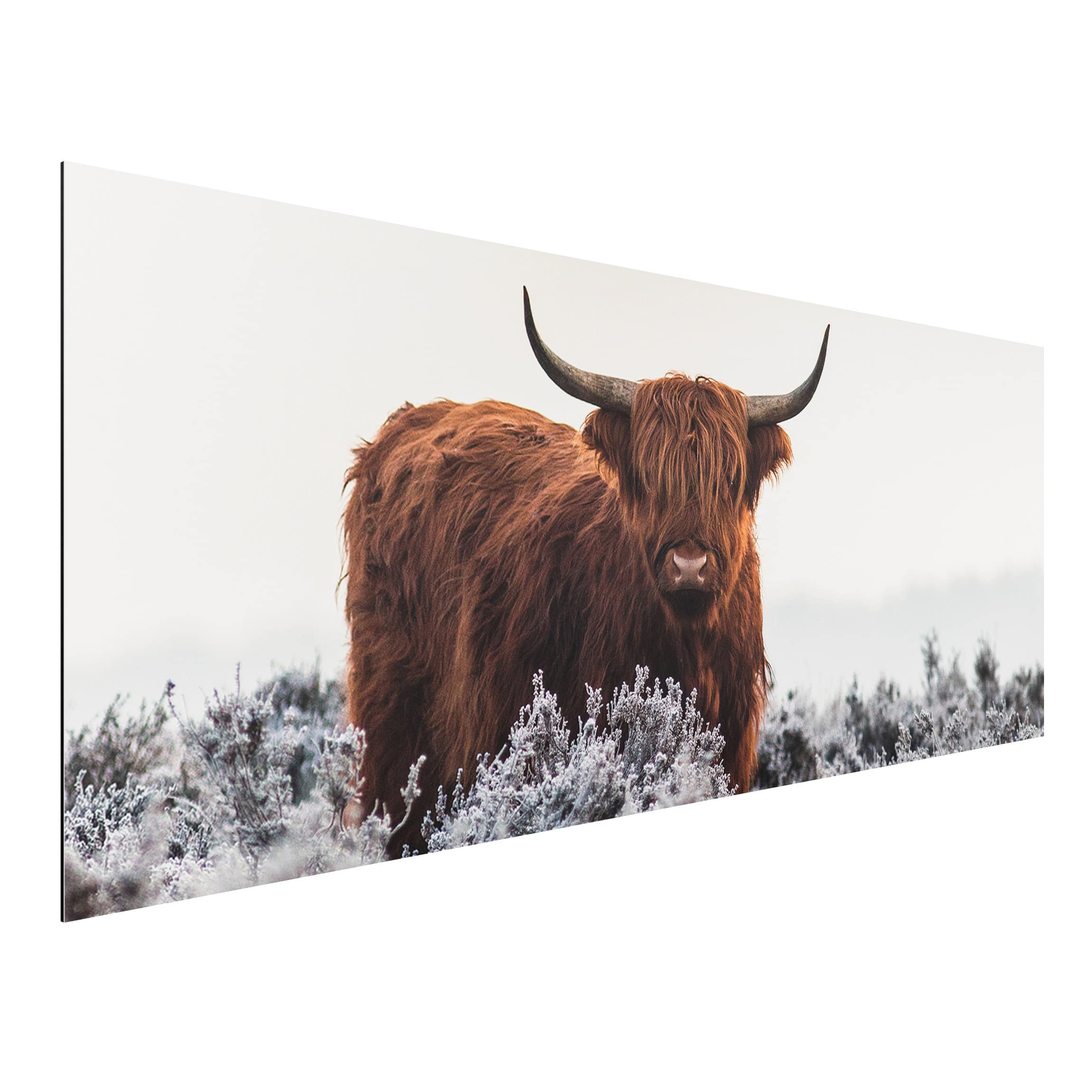Alu-Dibond Tiere Bison in den Highlands