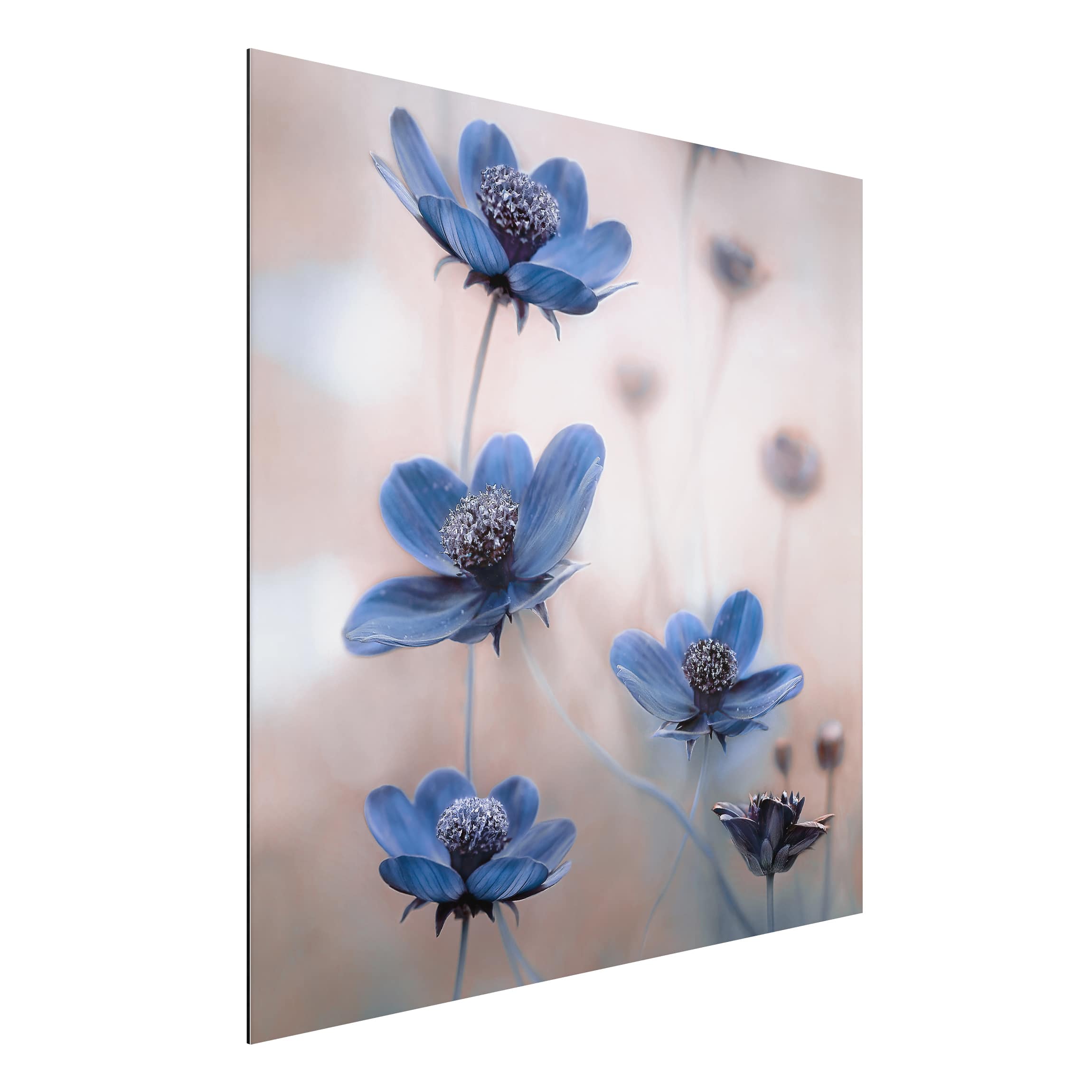 Alu-Dibond Outdoor Bild Blaue Kosmeen