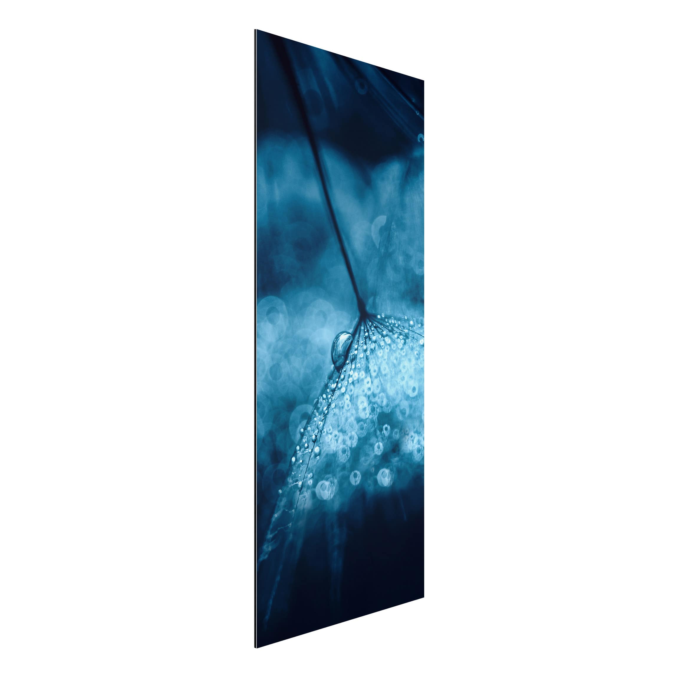 Alu-Dibond Outdoor Bild Blaue Pusteblume im Regen