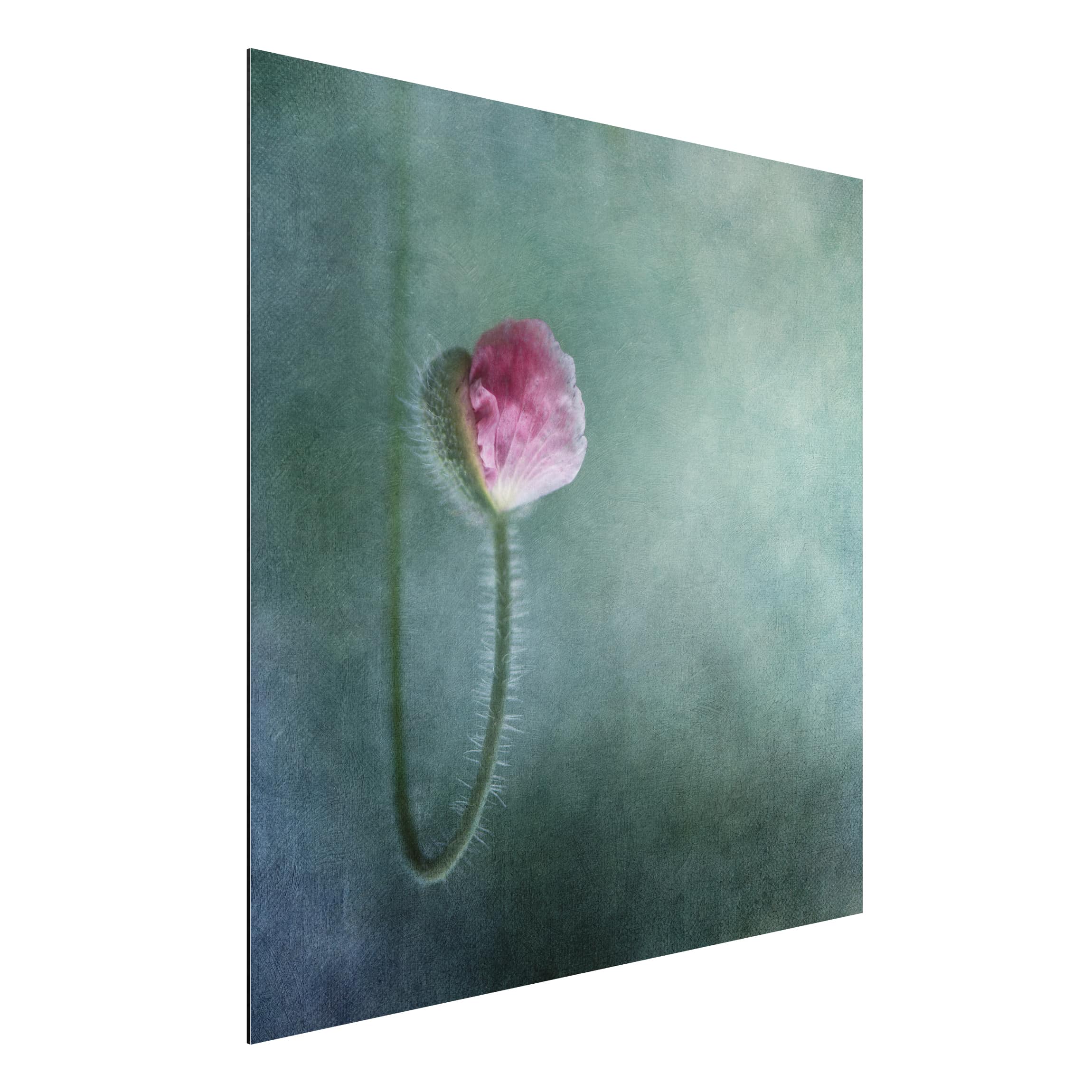 Alu-Dibond Outdoor Bild Blüte in Rosa