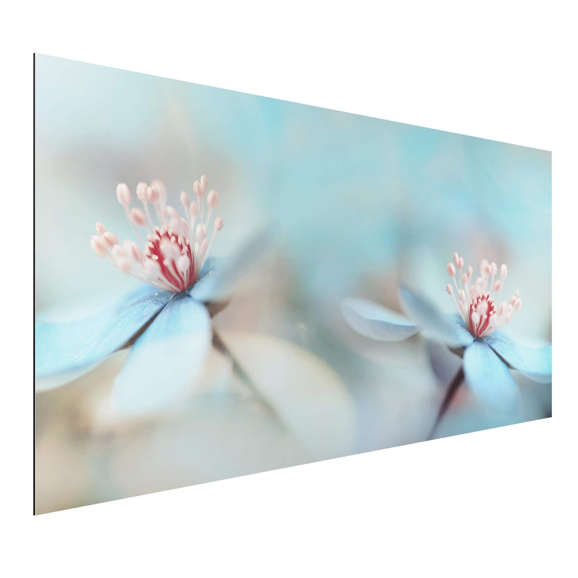 Alu-Dibond Outdoor Bild Blüten in Hellblau