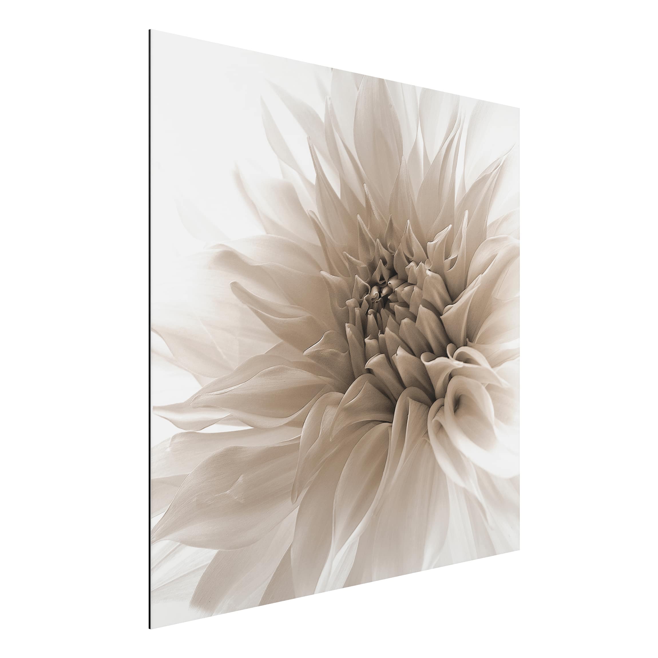 Alu-Dibond Outdoor Bild Dahlie in Würde