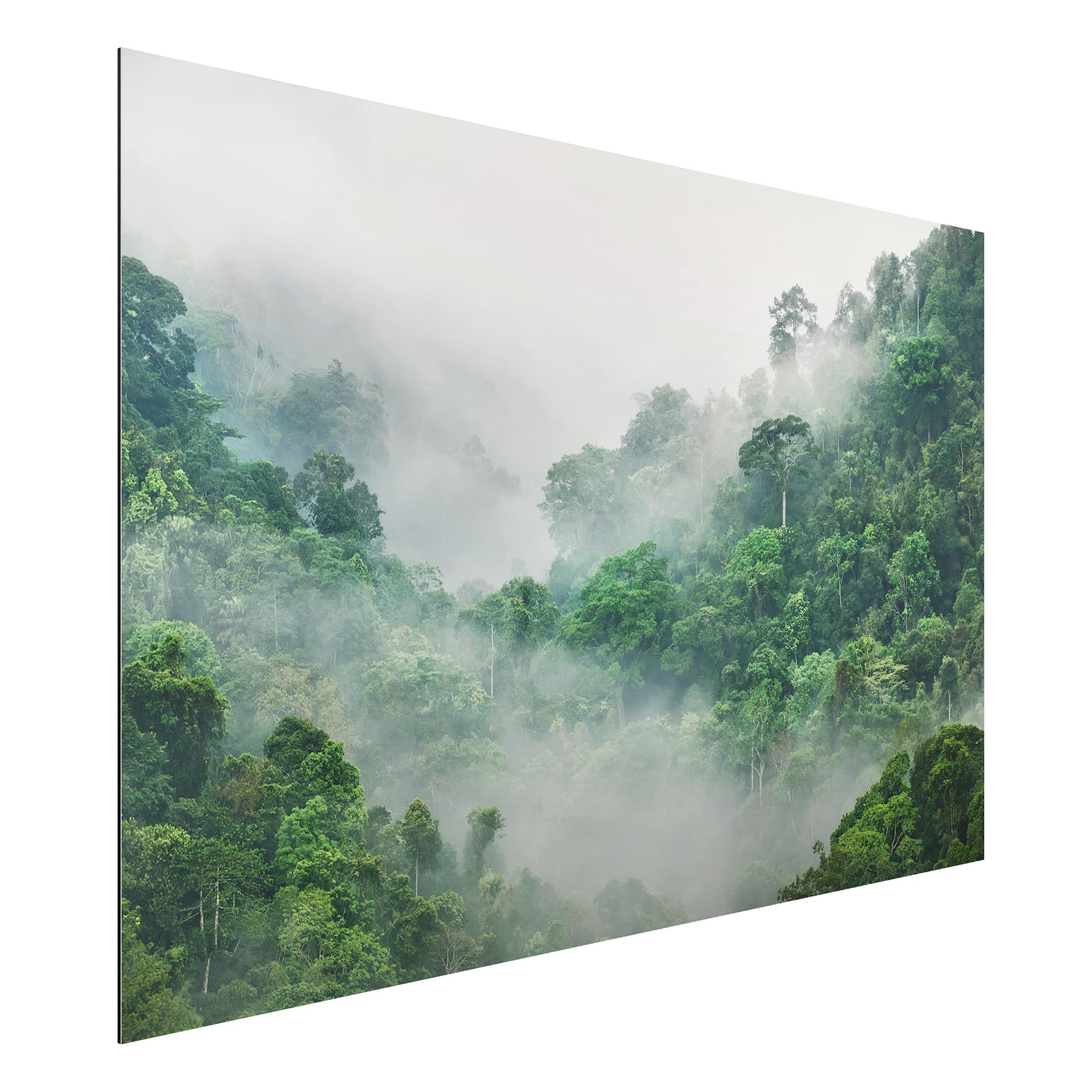 Alu-Dibond Outdoor Bild Dschungel im Nebel