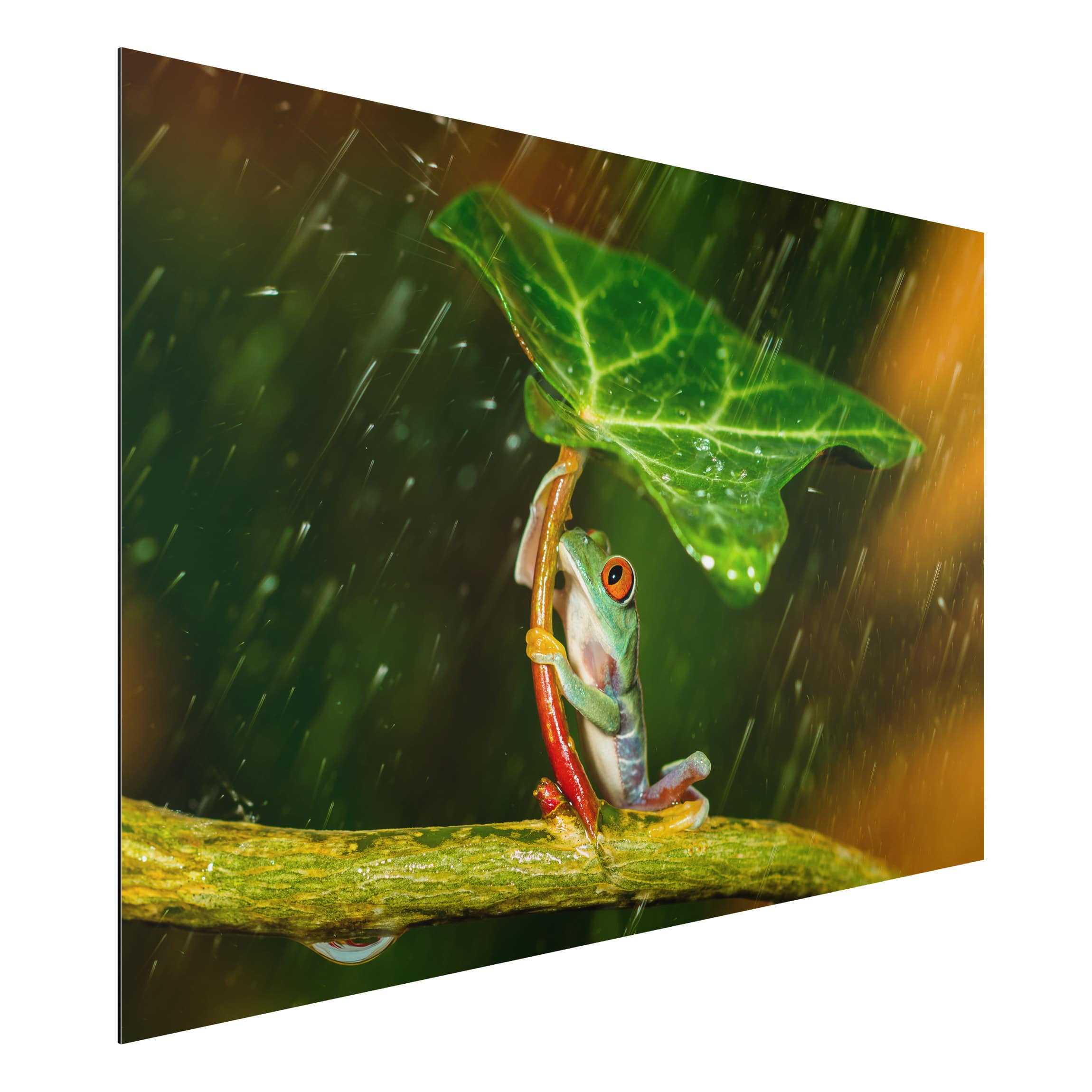 Alu-Dibond Tiere Ein Frosch im Regen