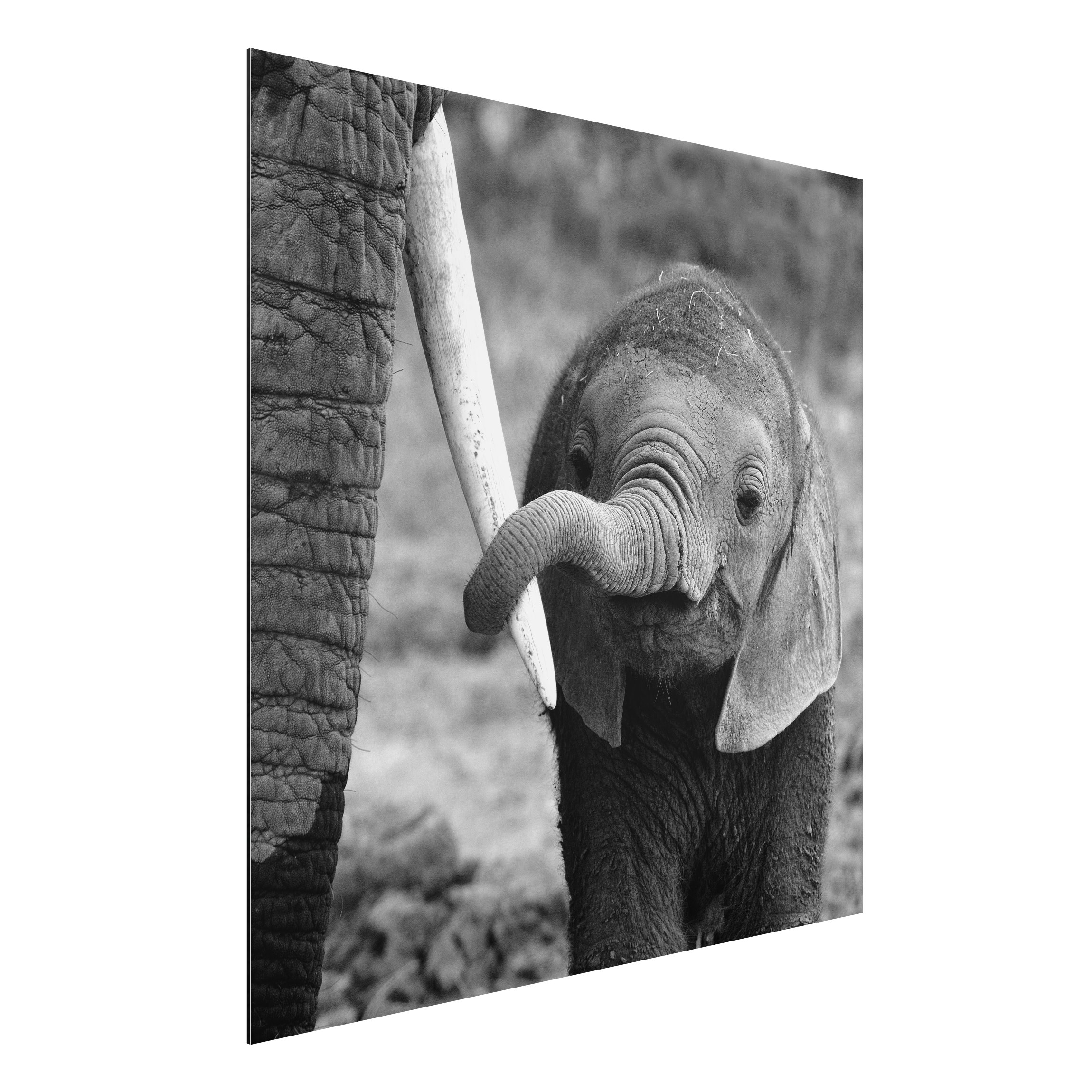 Alu-Dibond Outdoor Bild Elefantenbaby