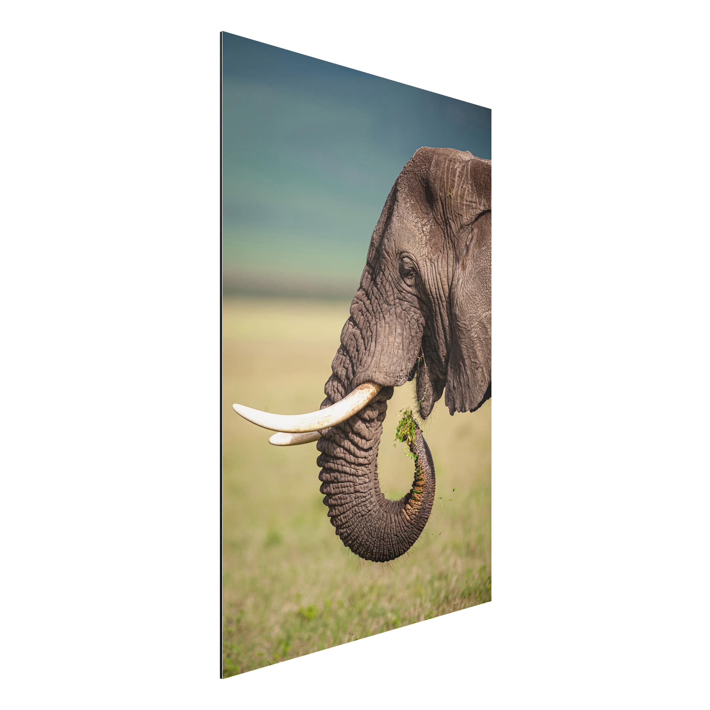 Alu-Dibond Tiere Elefantenfütterung Afrika