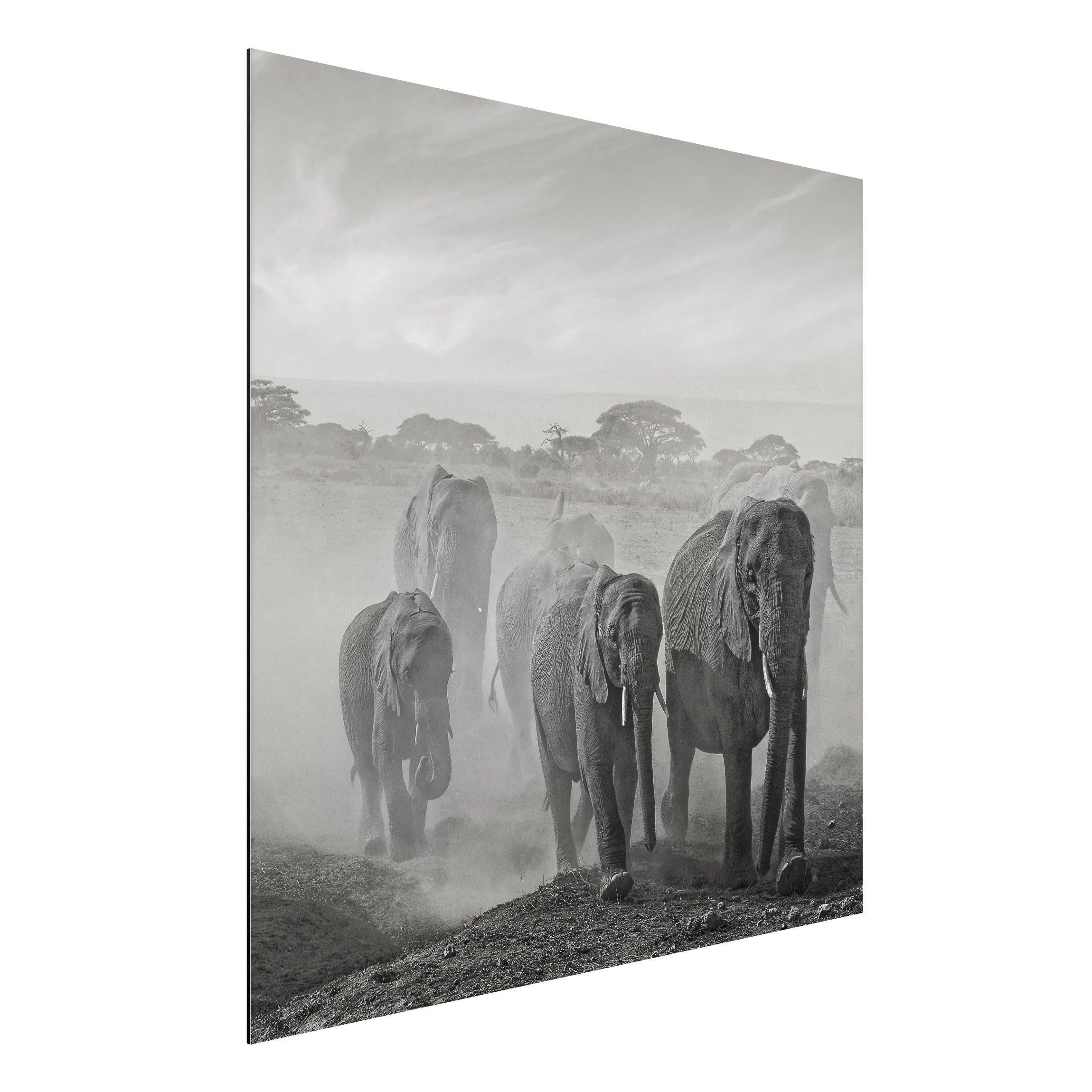 Alu-Dibond Outdoor Bild Elefantenherde