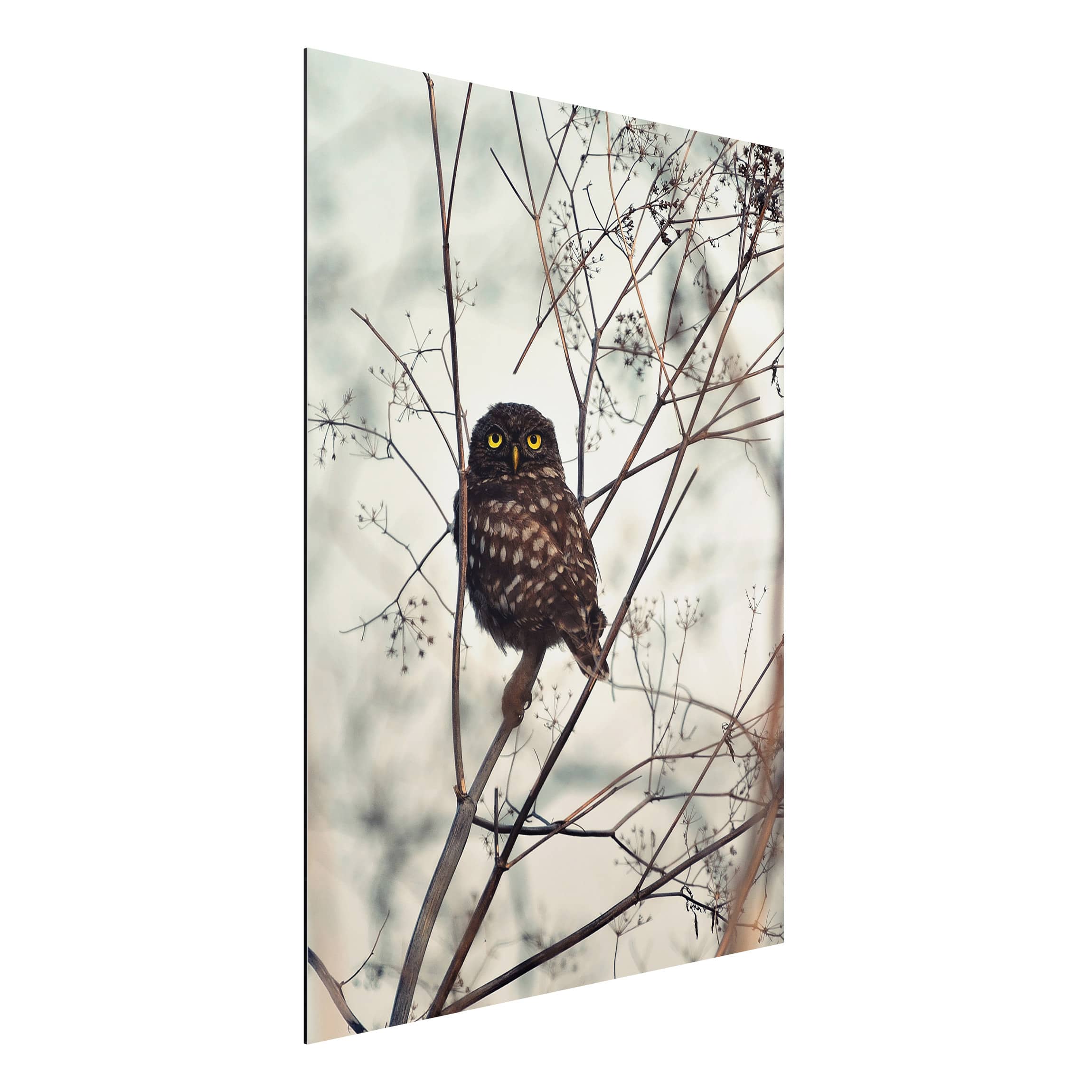 Alu-Dibond Tiere Eule im Winter