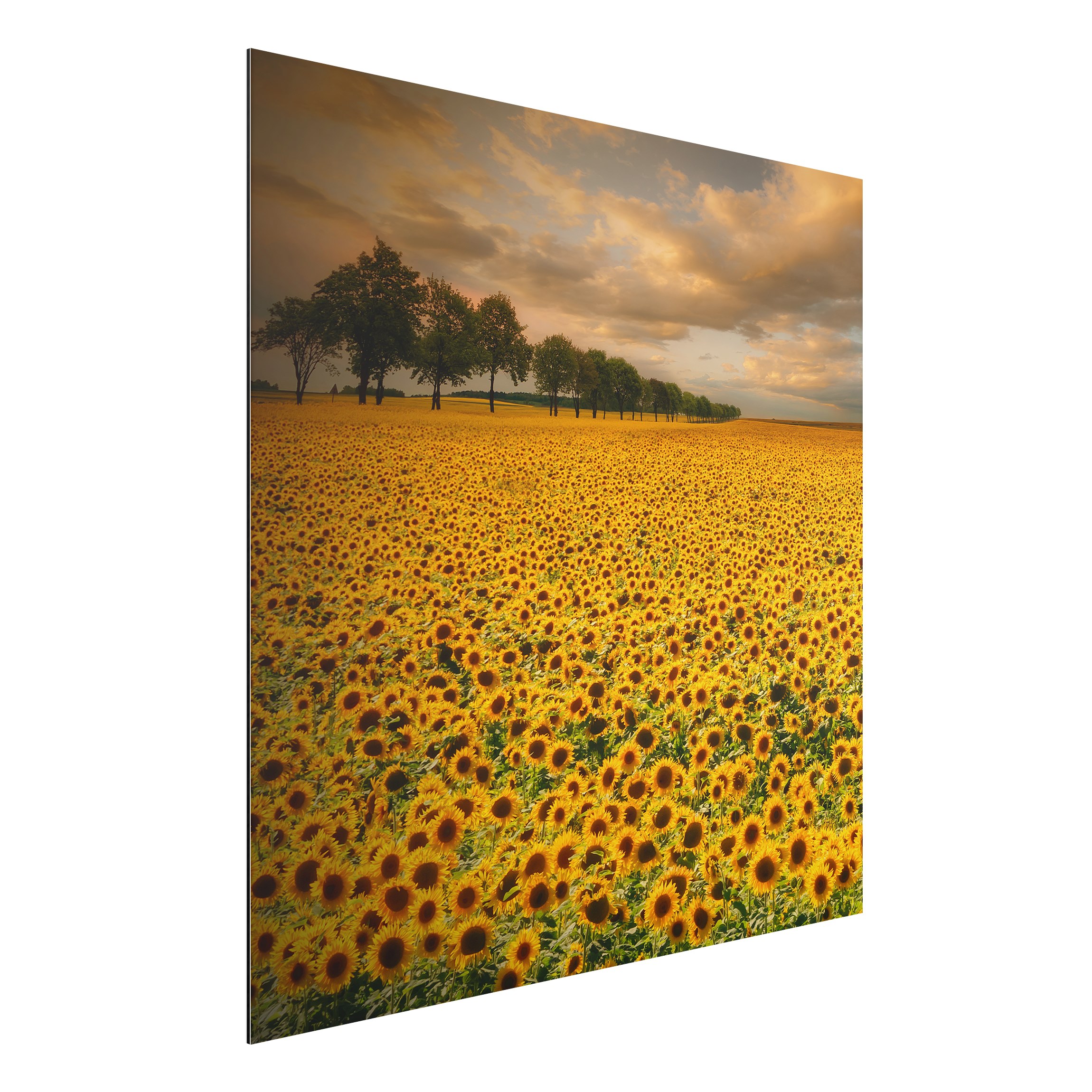 Alu-Dibond Outdoor Bild Feld mit Sonnenblumen