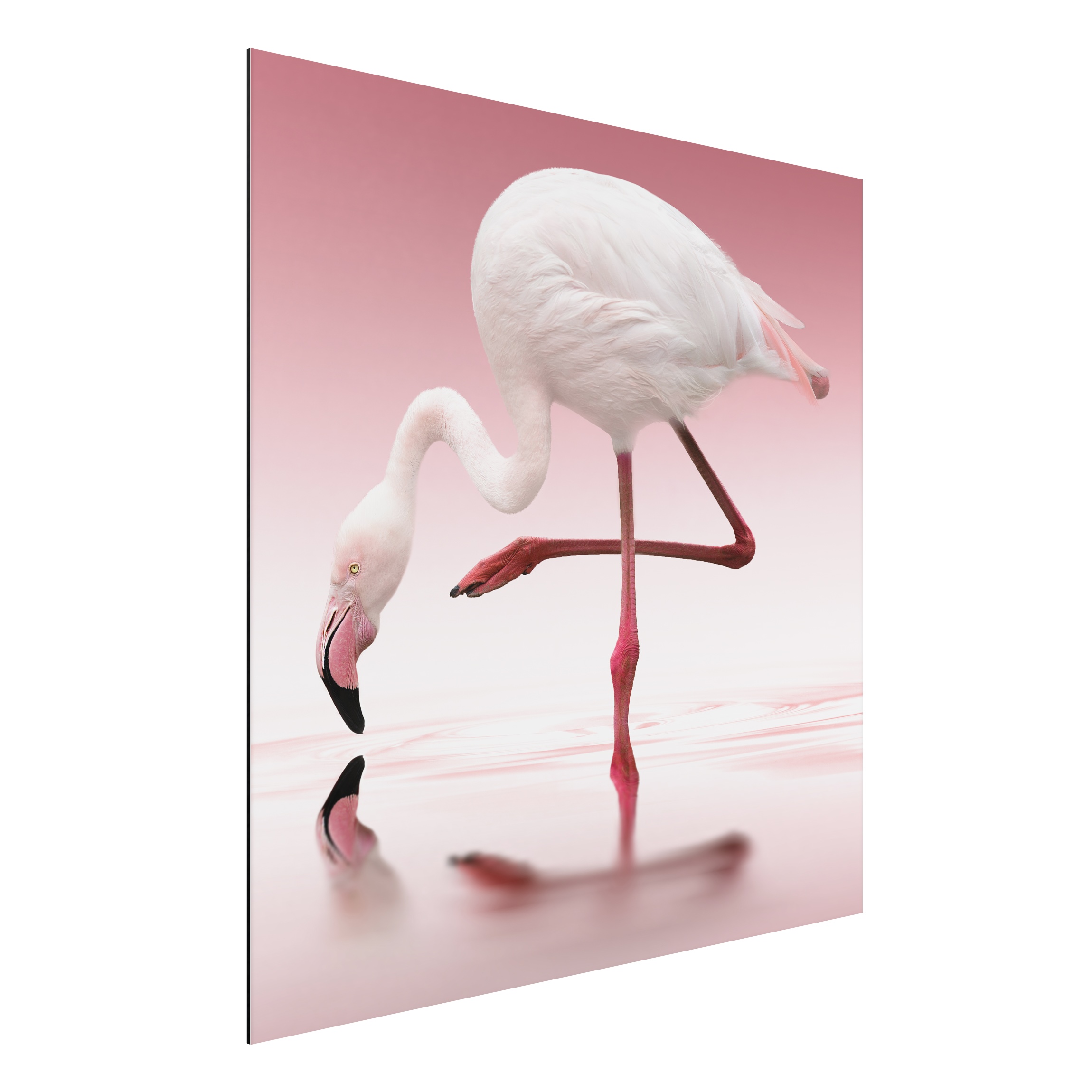 Alu-Dibond Outdoor Bild Flamingo Dance