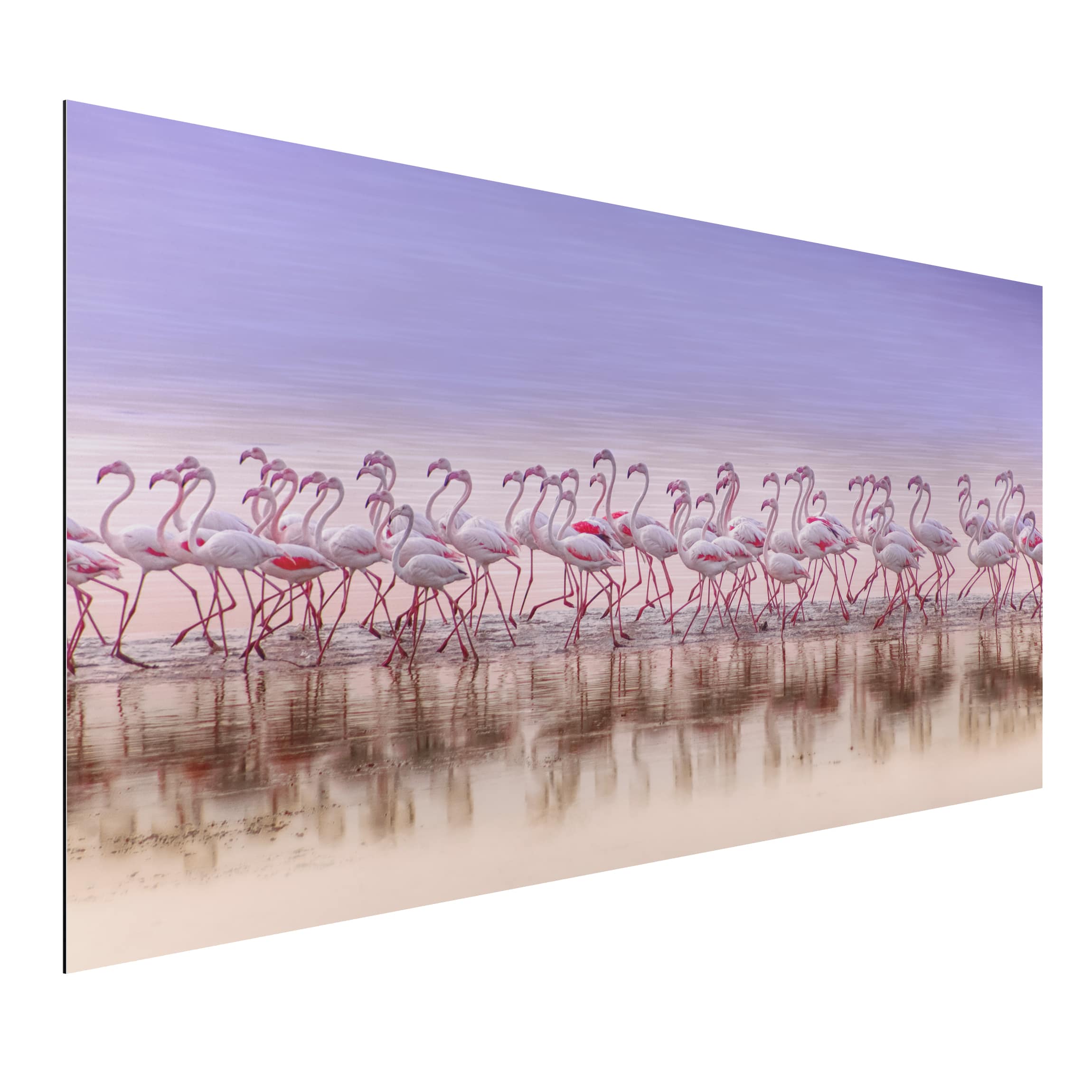 Alu-Dibond Tiere Flamingo Party