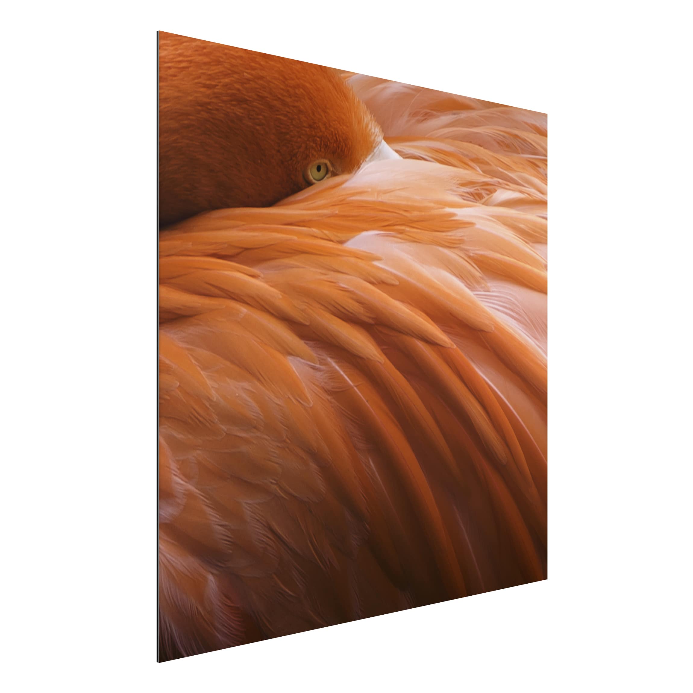 Alu-Dibond Outdoor Bild Flamingofedern