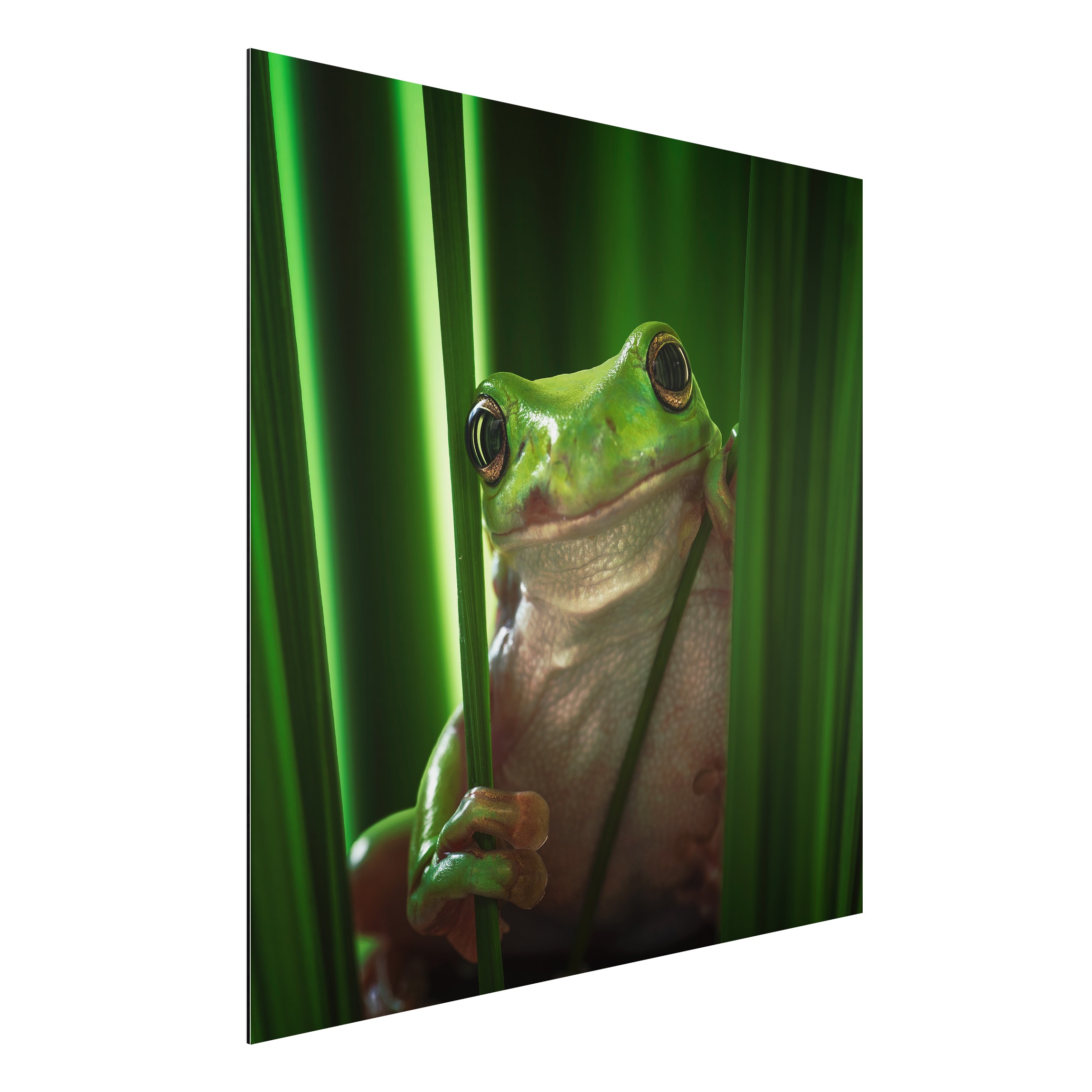 Alu-Dibond Outdoor Bild Fröhlicher Frosch