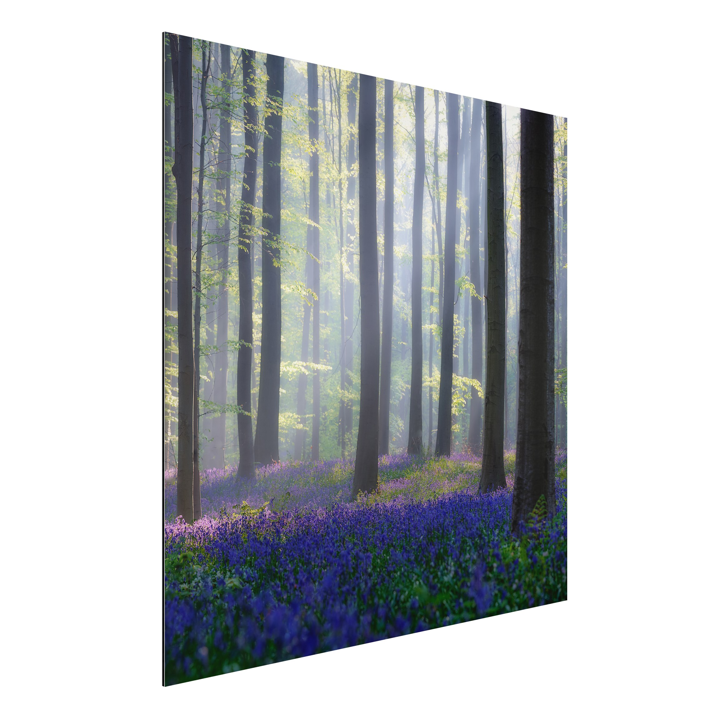 Alu-Dibond Outdoor Bild Frühlingstag im Wald