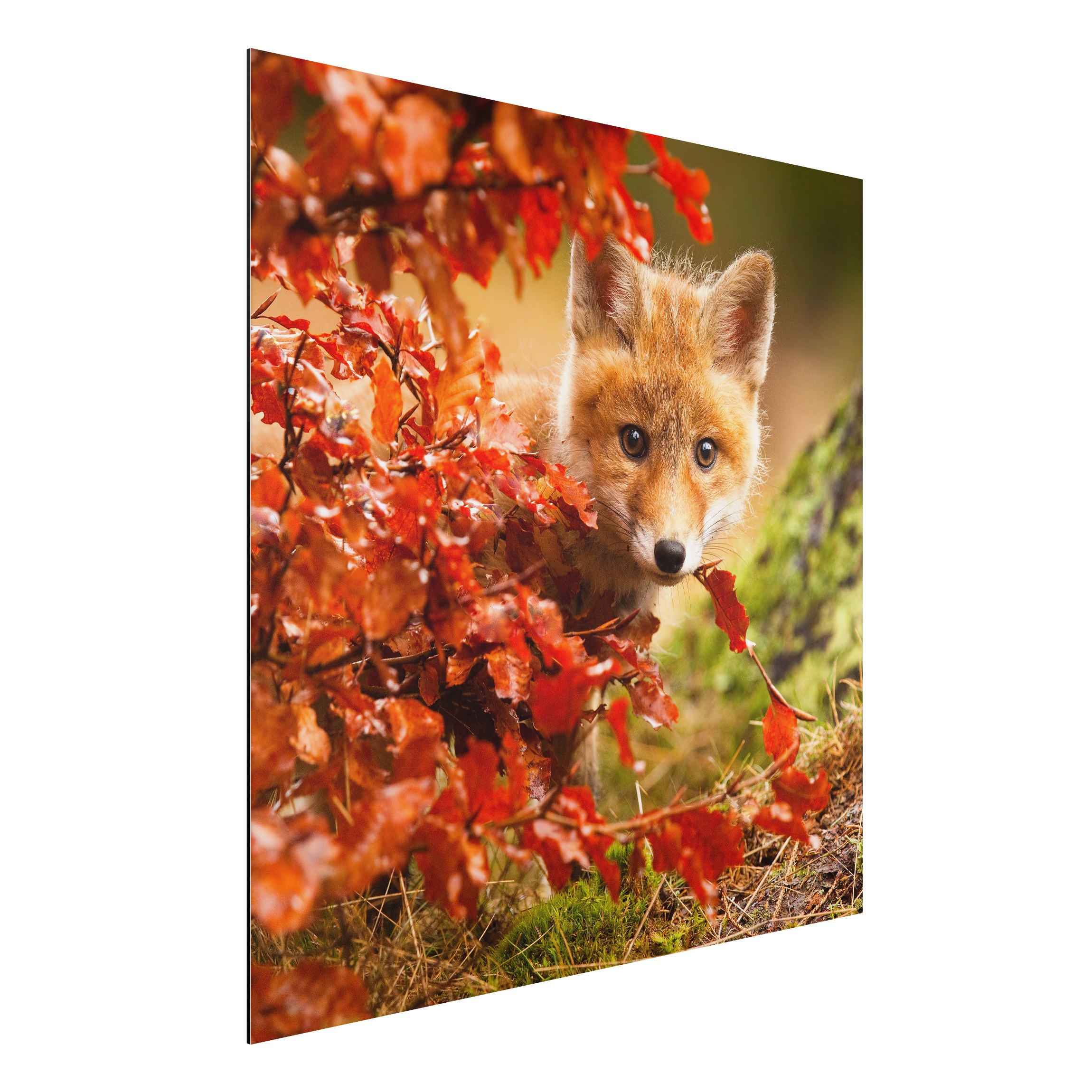 Alu-Dibond Outdoor Bild Fuchs im Herbst