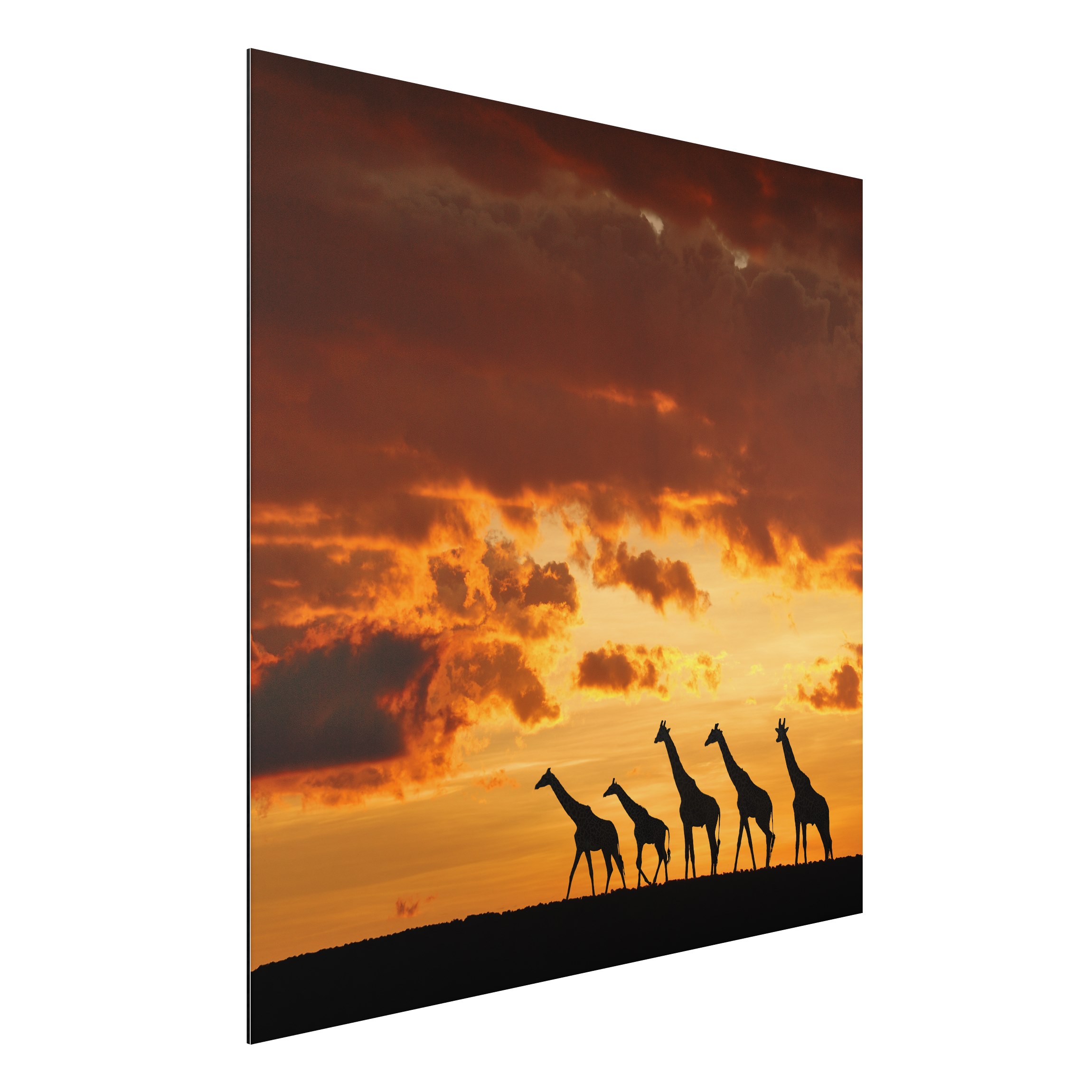 Alu-Dibond Outdoor Bild Fünf Giraffen