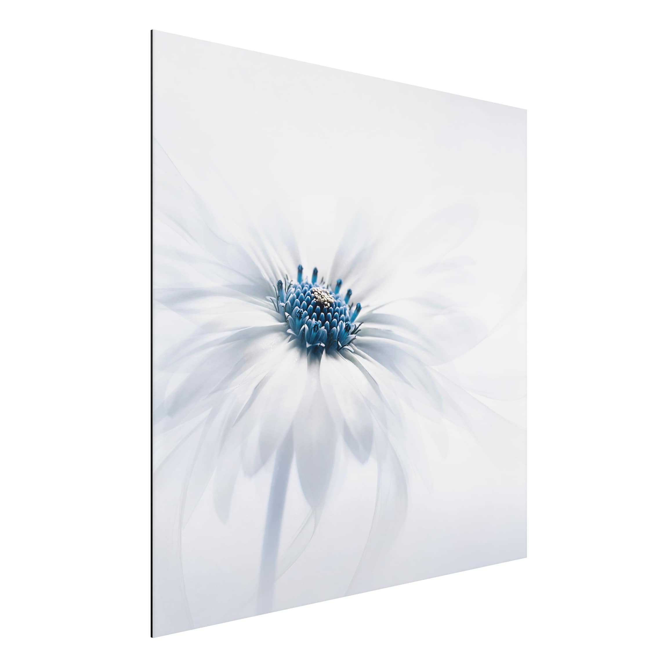 Alu-Dibond Outdoor Bild Gänseblümchen in Blau