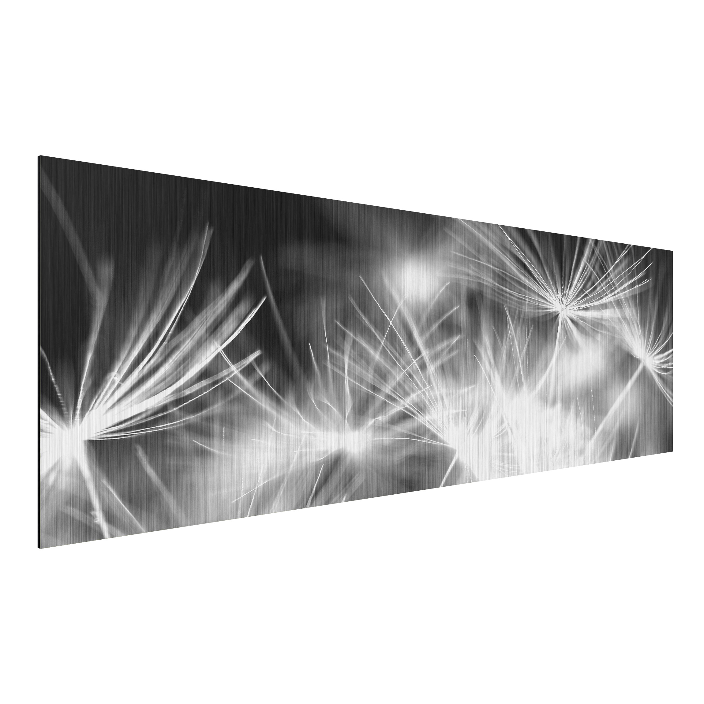 Alu-Dibond Outdoor Bild Bewegte Pusteblumen Nahaufnahme auf schwarzem Hintergrund