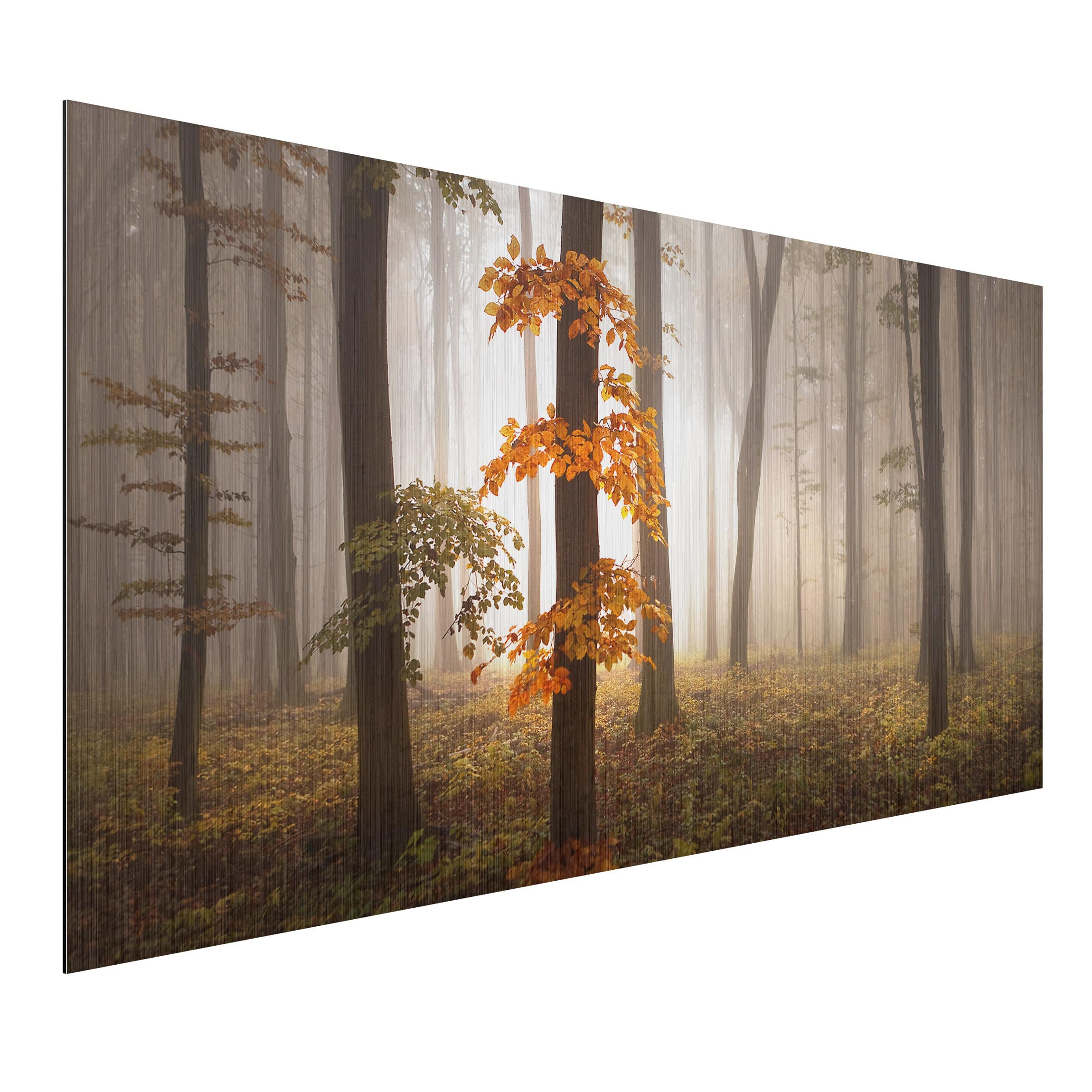 Alu-Dibond Outdoor Bild Novemberwald