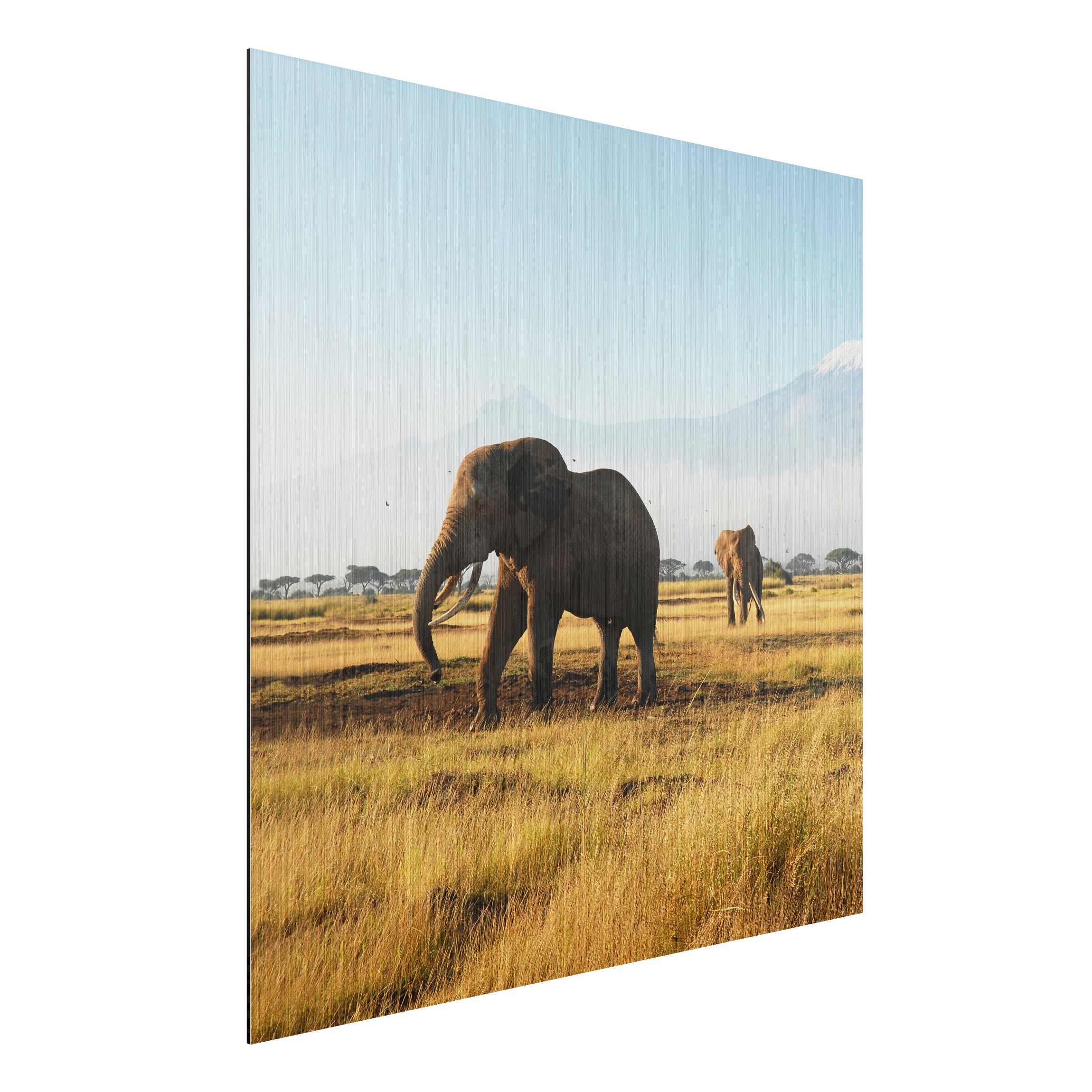Alu-Dibond Outdoor Bild Elefanten vor dem Kilimanjaro in Kenya