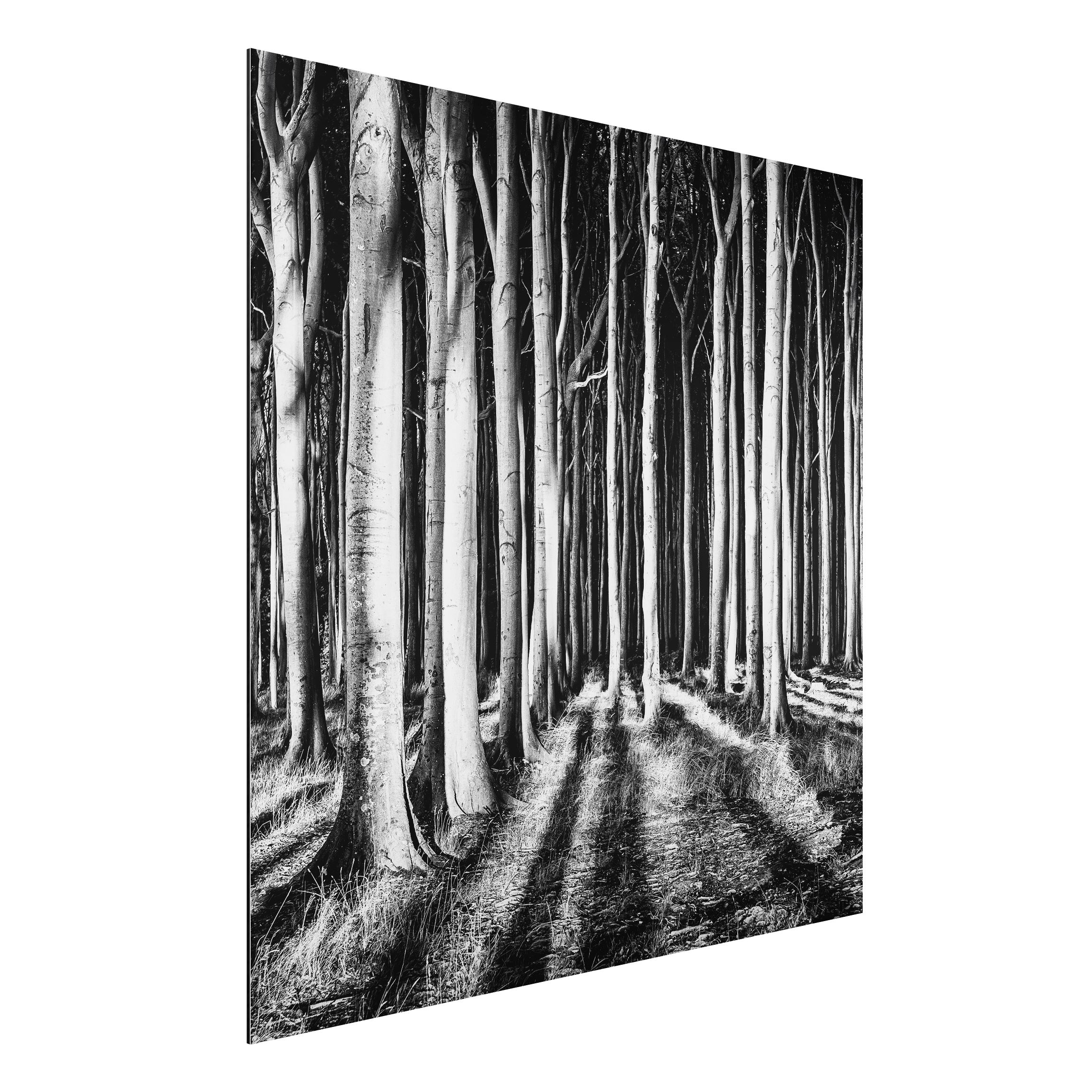 Alu-Dibond Outdoor Bild Geisterwald