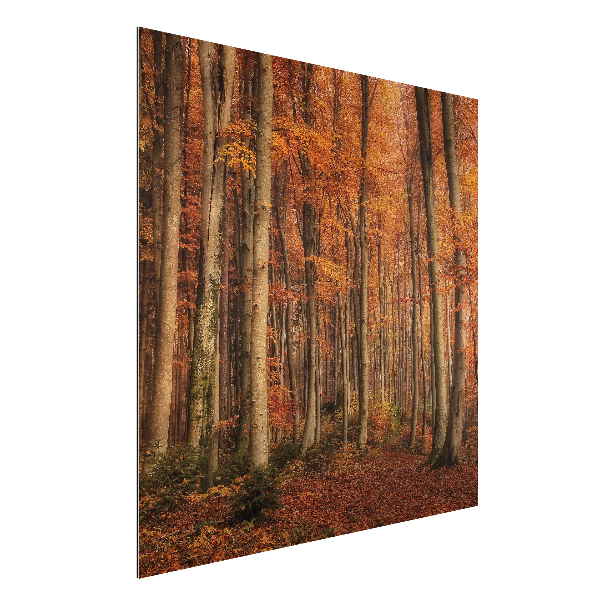 Alu-Dibond Outdoor Bild Herbstspaziergang