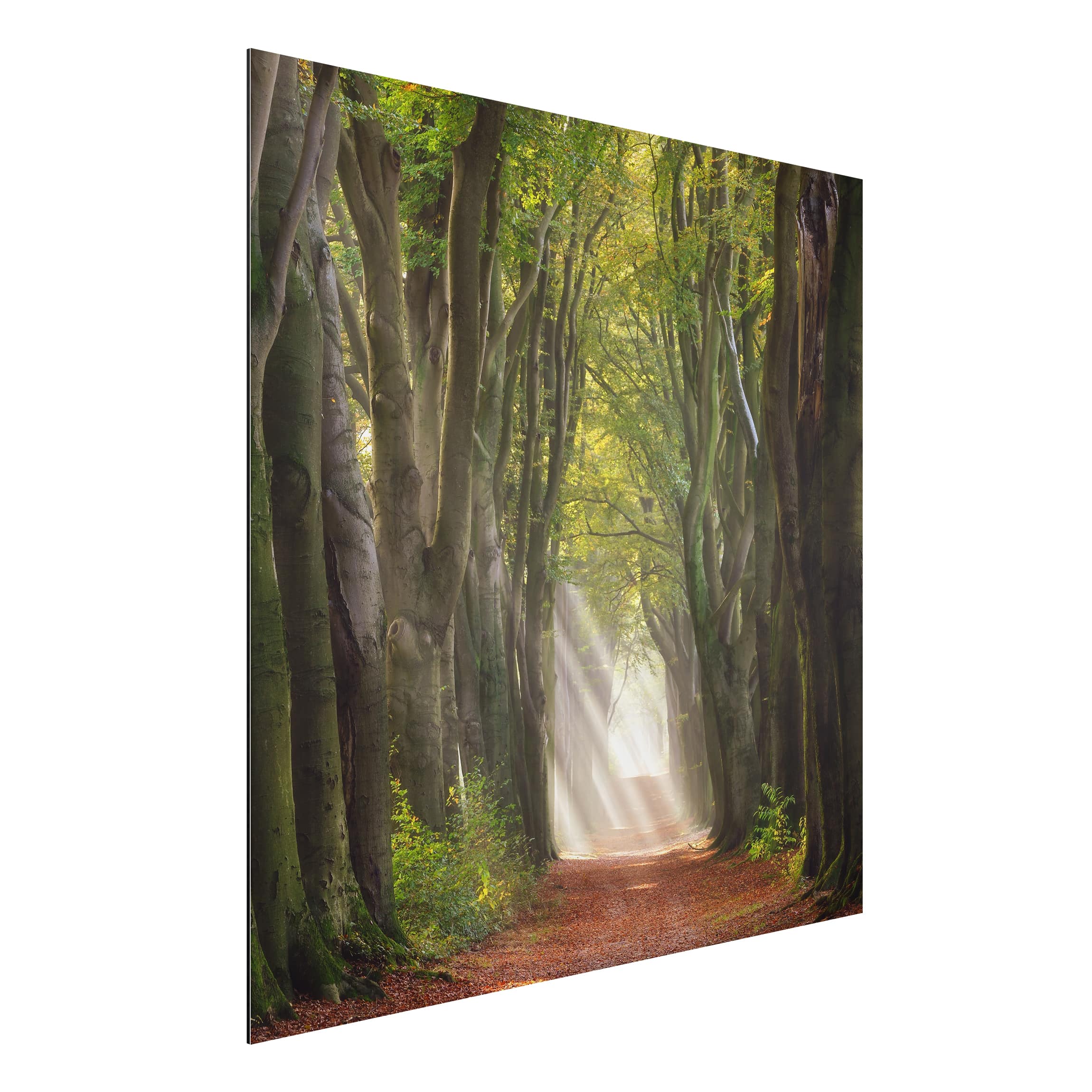 Alu-Dibond Outdoor Bild Herrlicher Tag im Wald