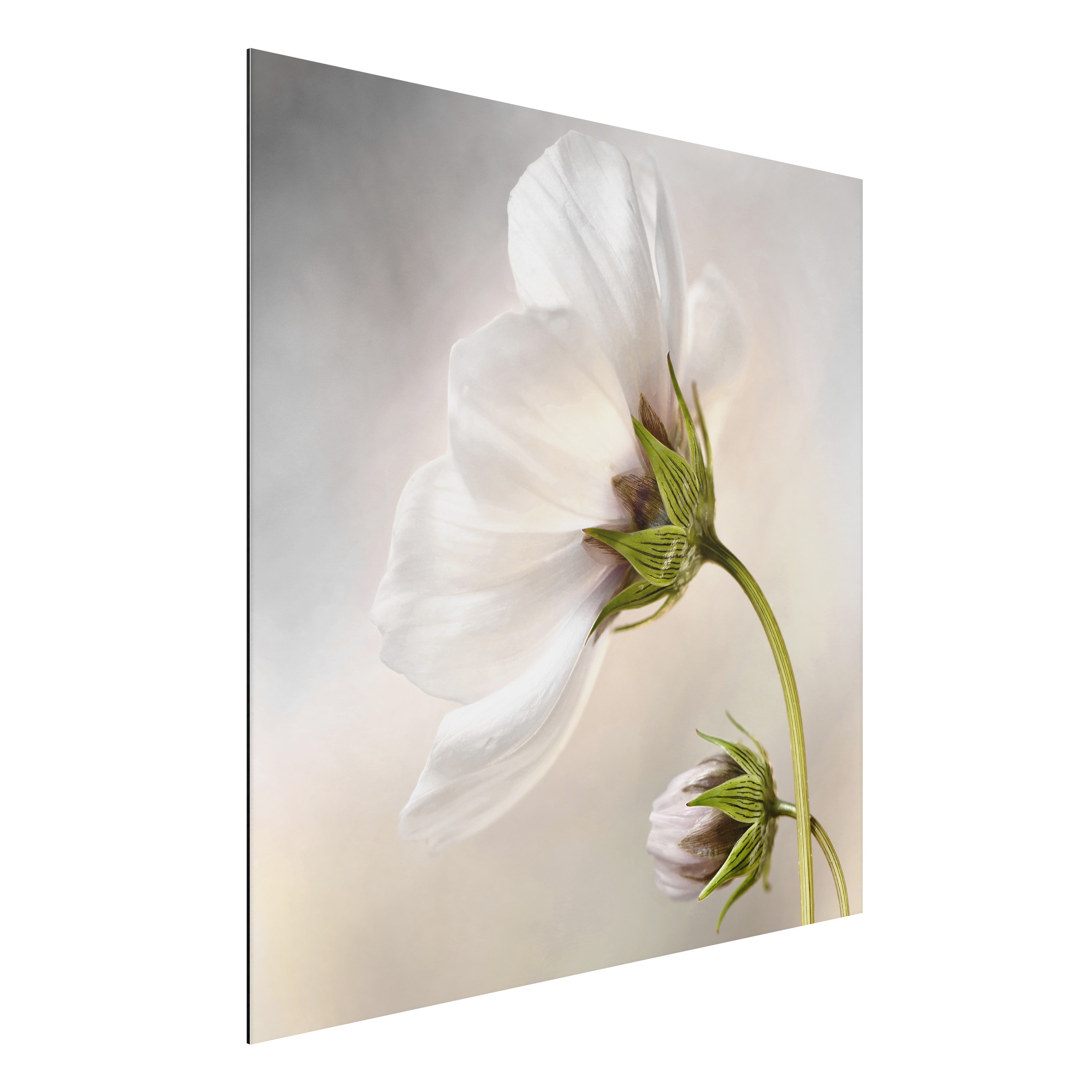 Alu-Dibond Outdoor Bild Himmlischer Blütentraum