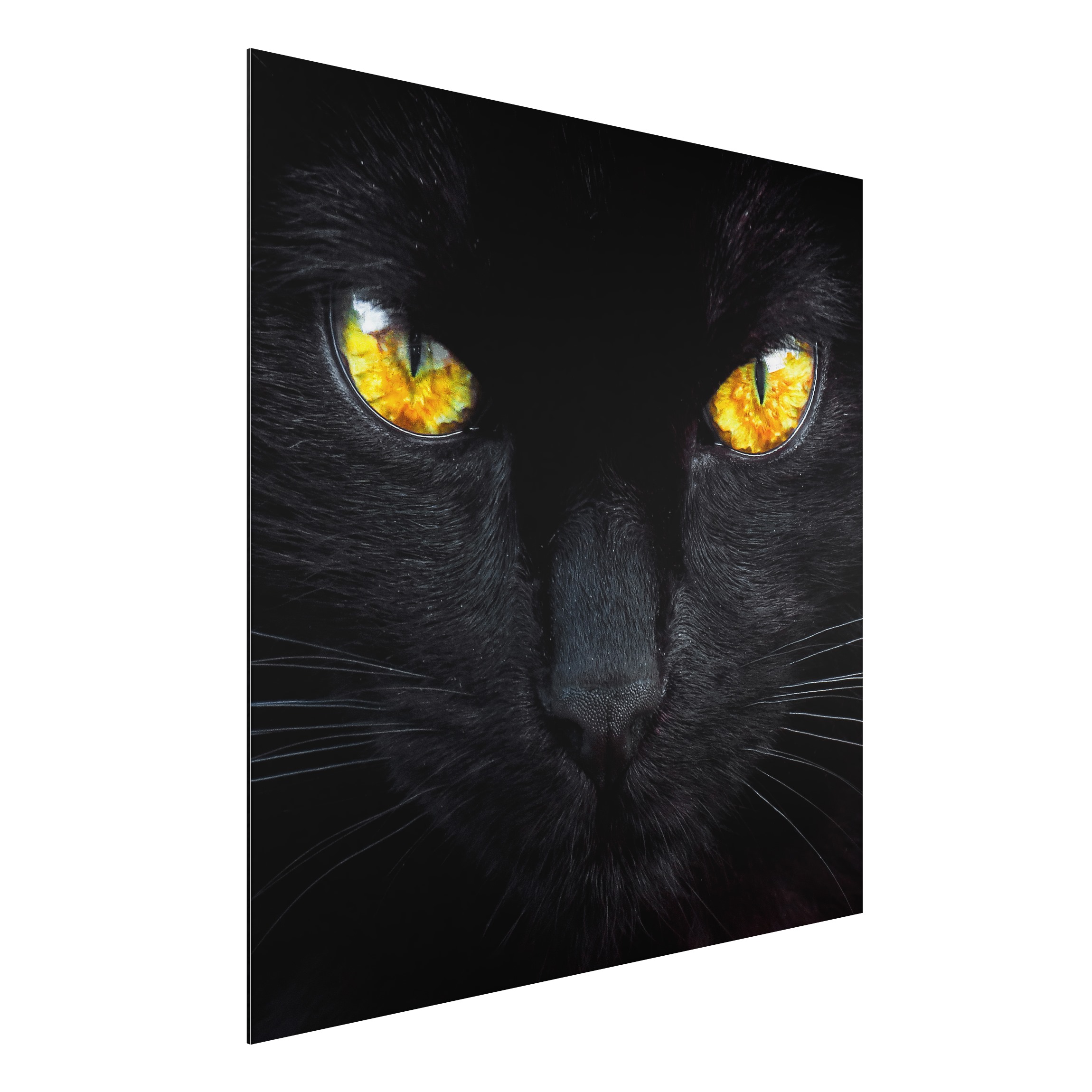Alu-Dibond Outdoor Bild Hypnotischer Blick
