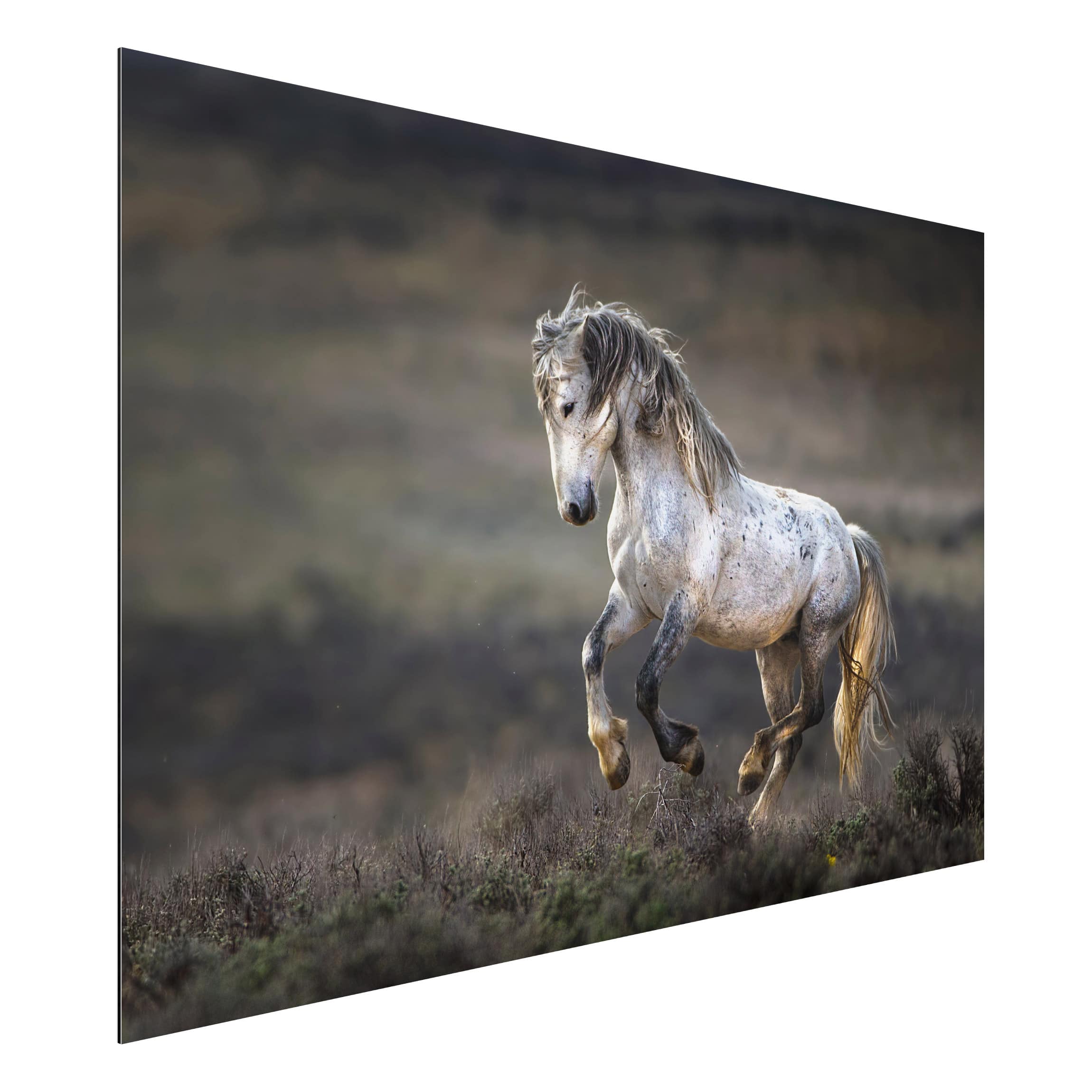 Alu-Dibond Tiere Im Galopp durch die Heide
