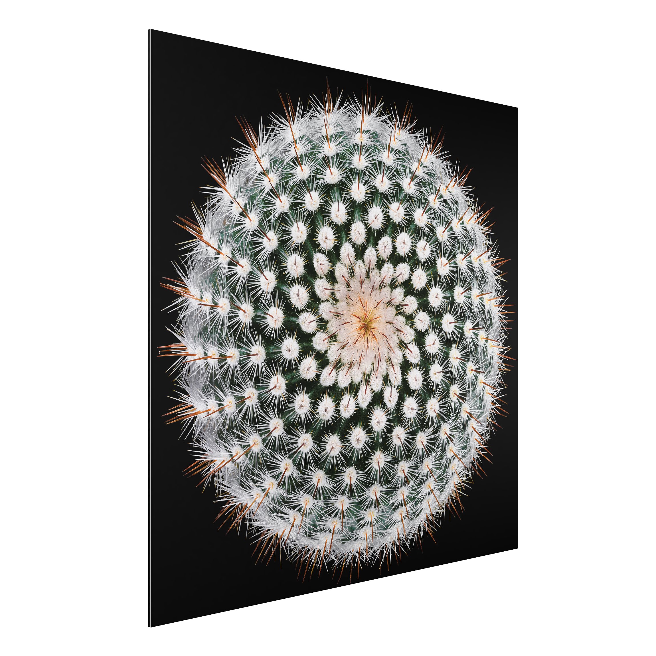 Alu-Dibond Outdoor Bild Kaktusblüte