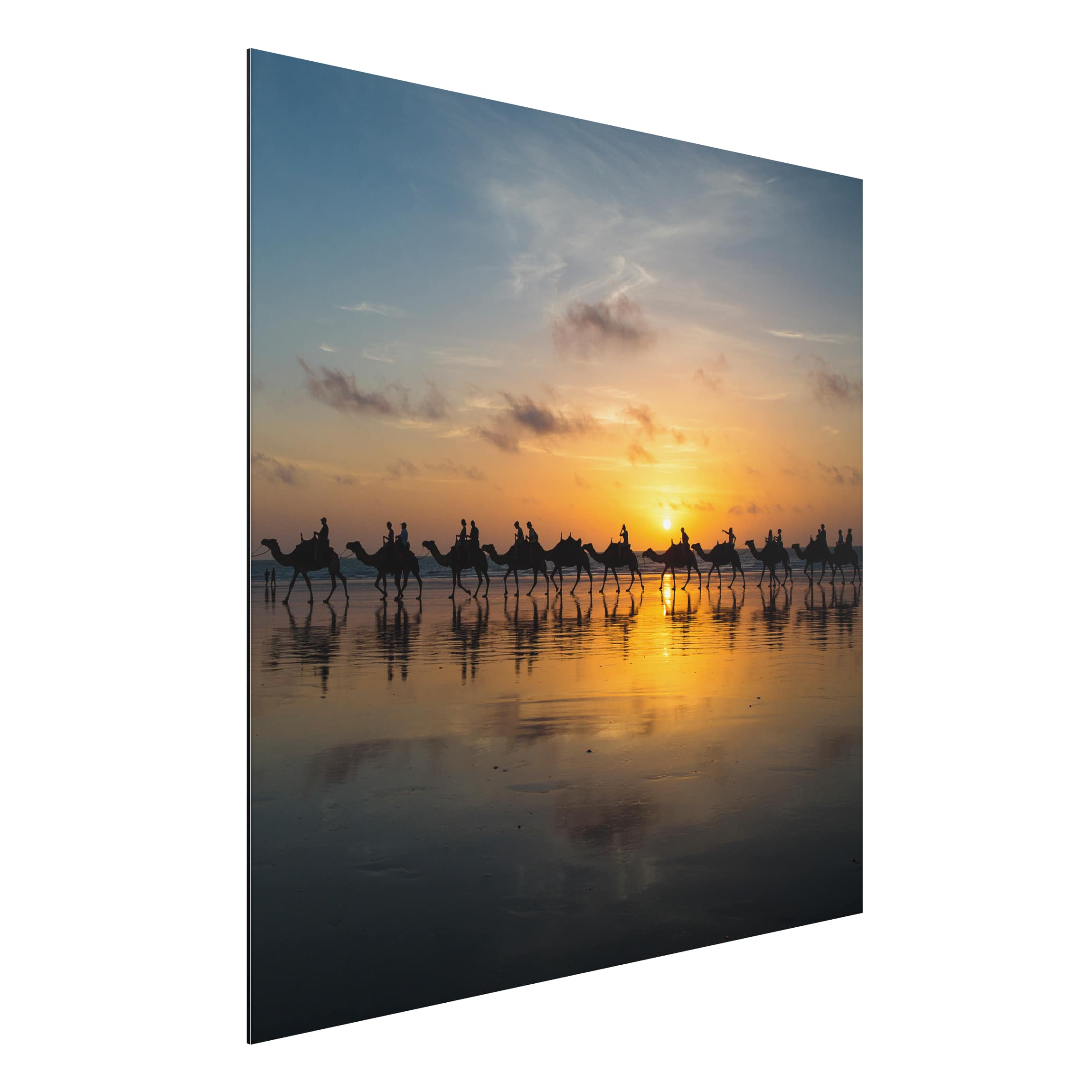 Alu-Dibond Outdoor Bild Kamele im Sonnenuntergang