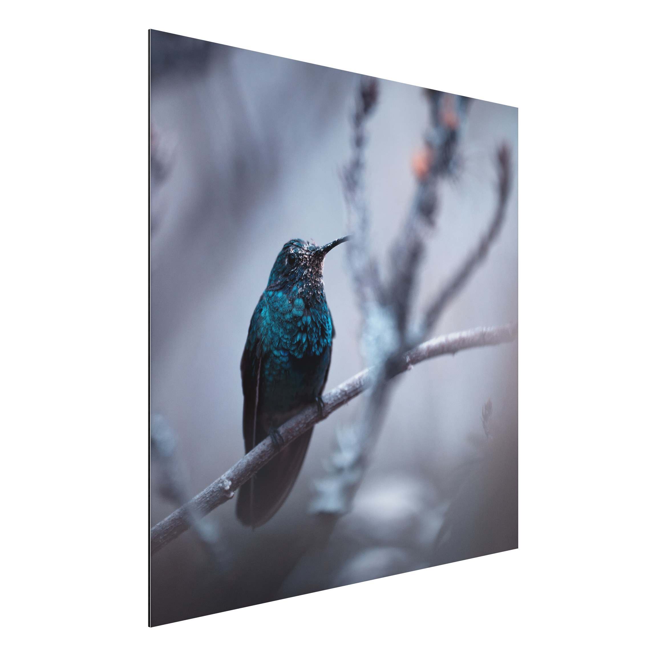 Alu-Dibond Outdoor Bild Kolibri im Winter