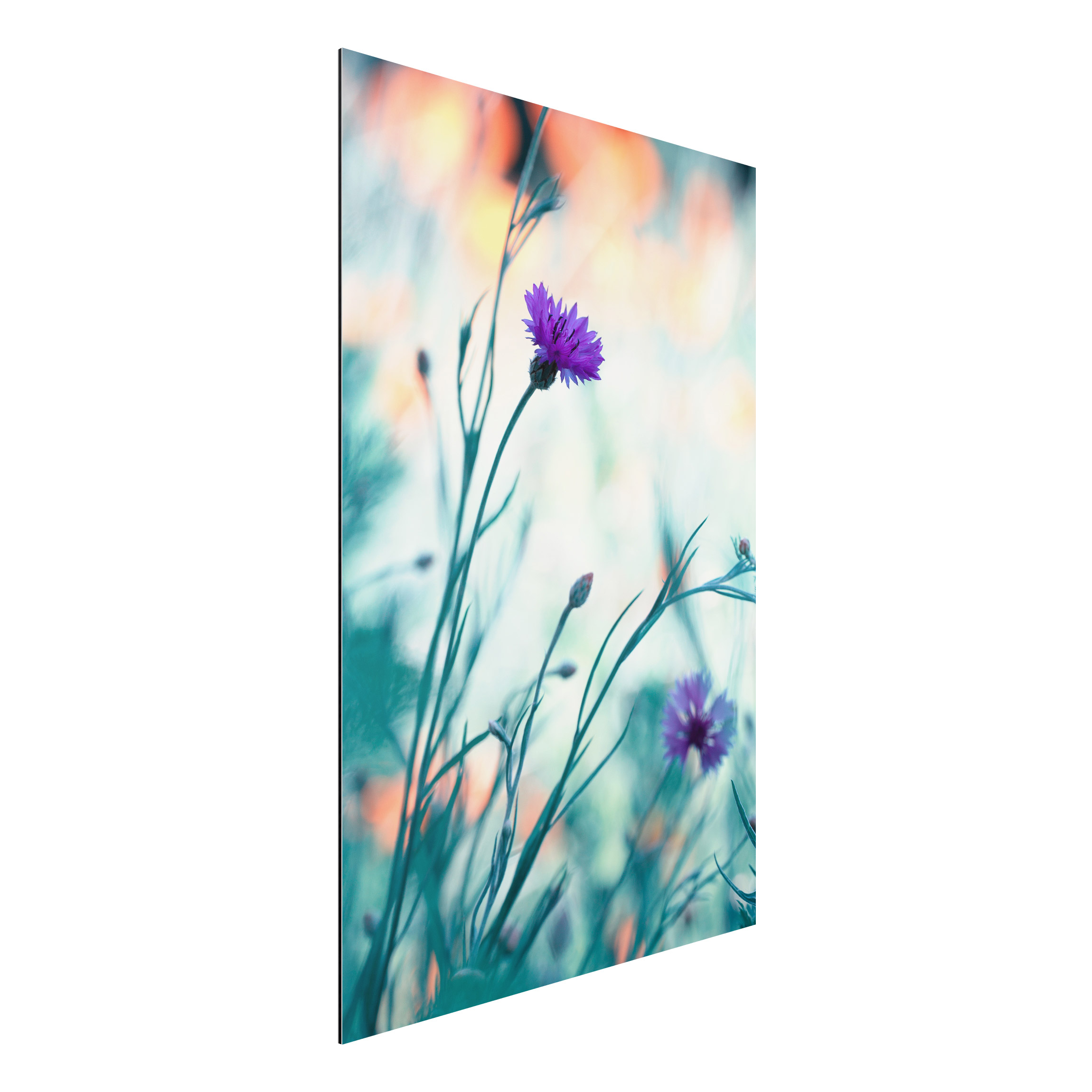 Alu-Dibond Outdoor Bild Kornblumen