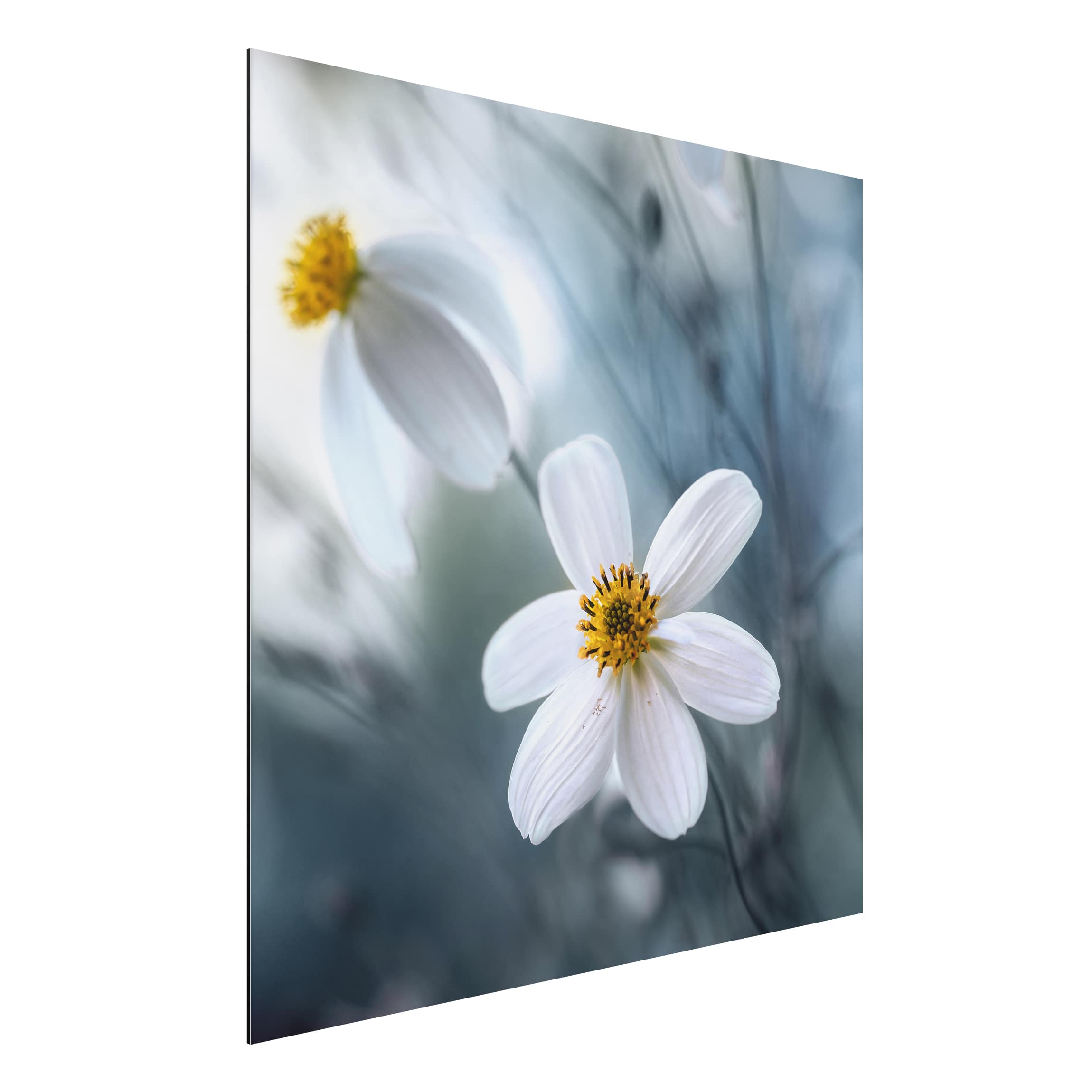 Alu-Dibond Outdoor Bild Kosmeen in Pastell