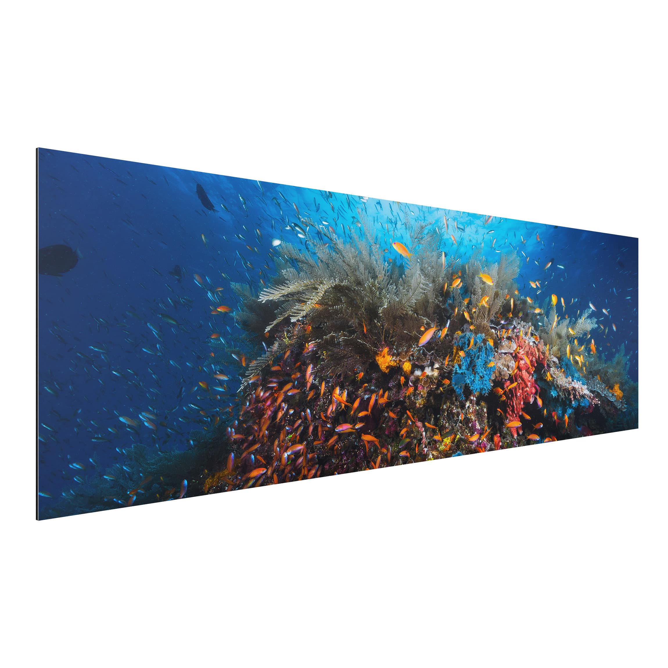 Alu-Dibond Outdoor Bild Lagune mit Fischen