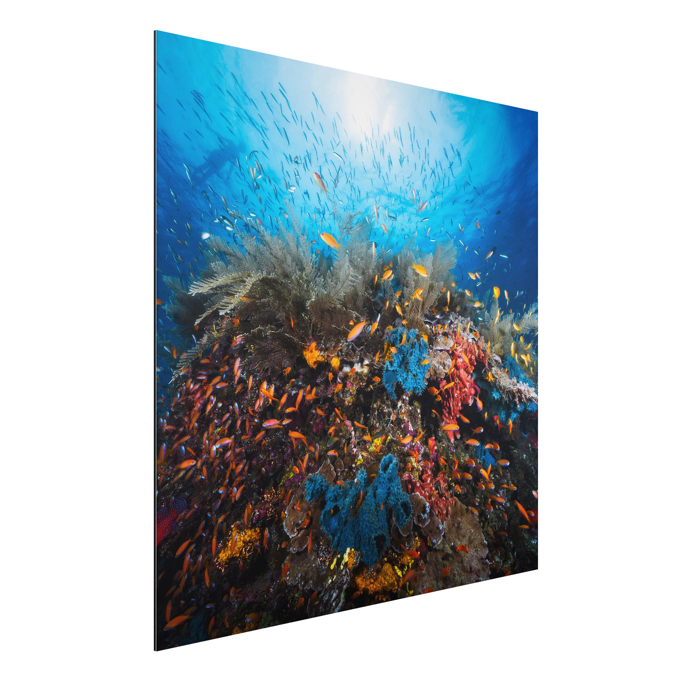 Alu-Dibond Outdoor Bild Lagune Unterwasser