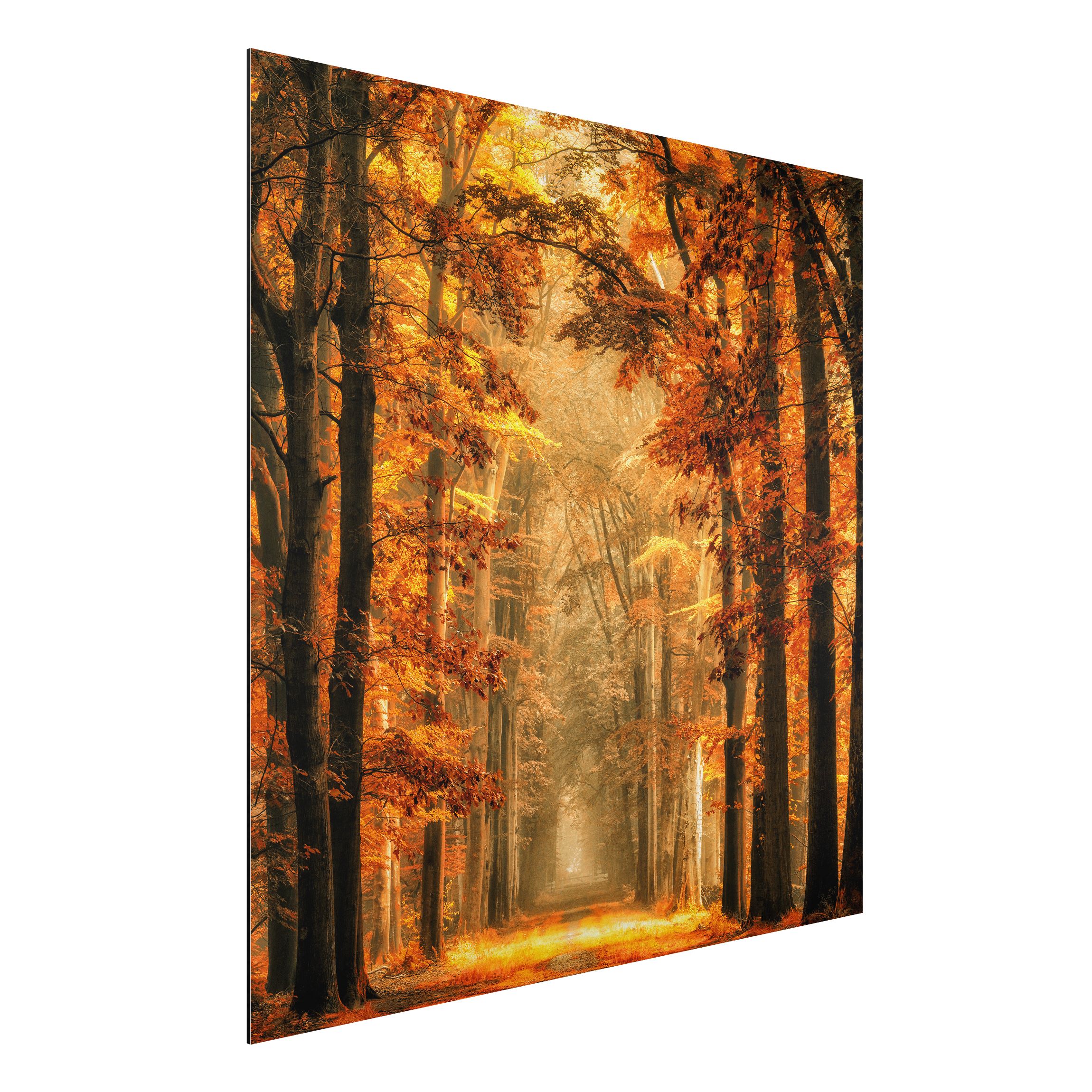 Alu-Dibond Outdoor Bild Märchenwald im Herbst