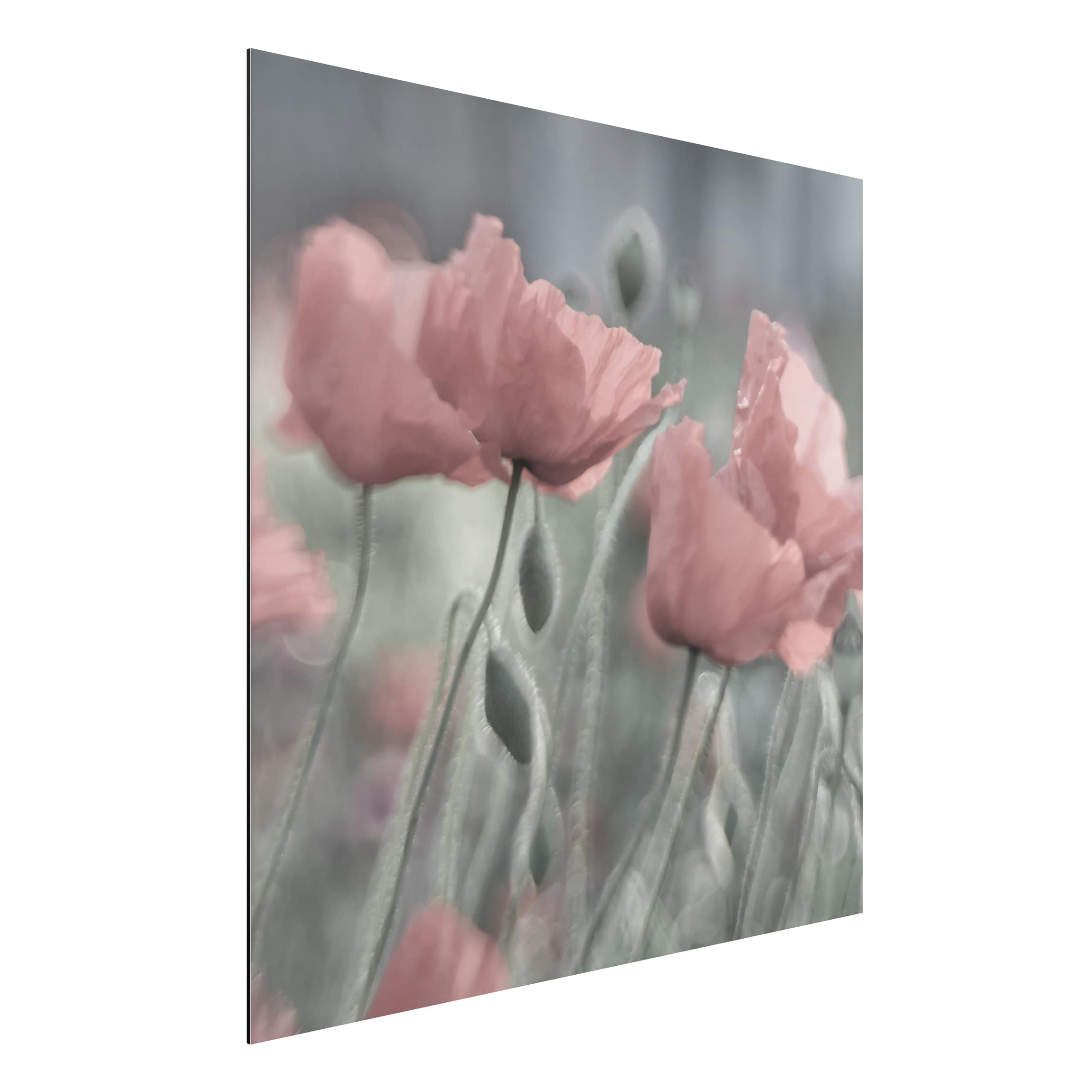 Alu-Dibond Outdoor Bild Malerische Mohnblumen