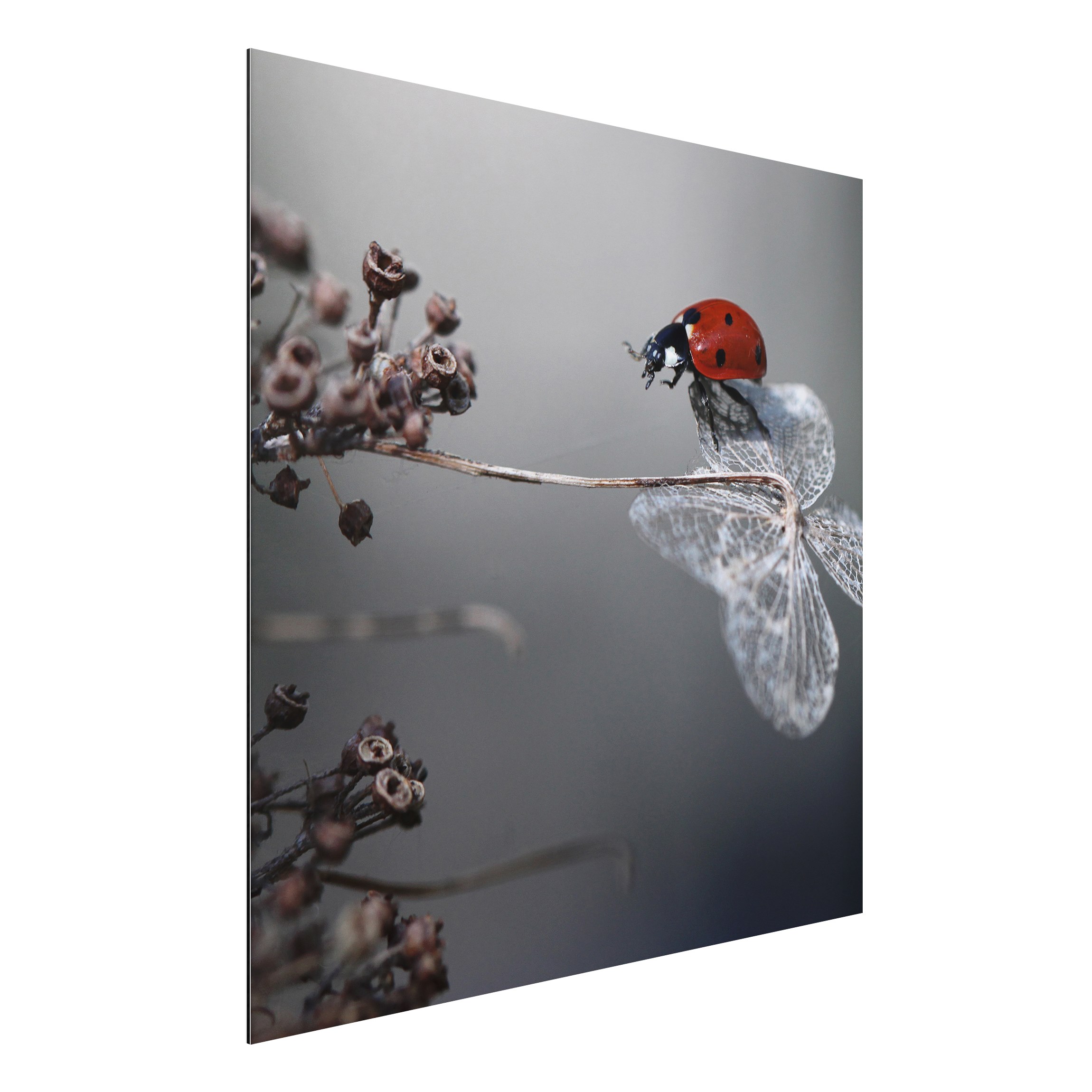 Alu-Dibond Outdoor Bild Marienkäfer auf Hortensie