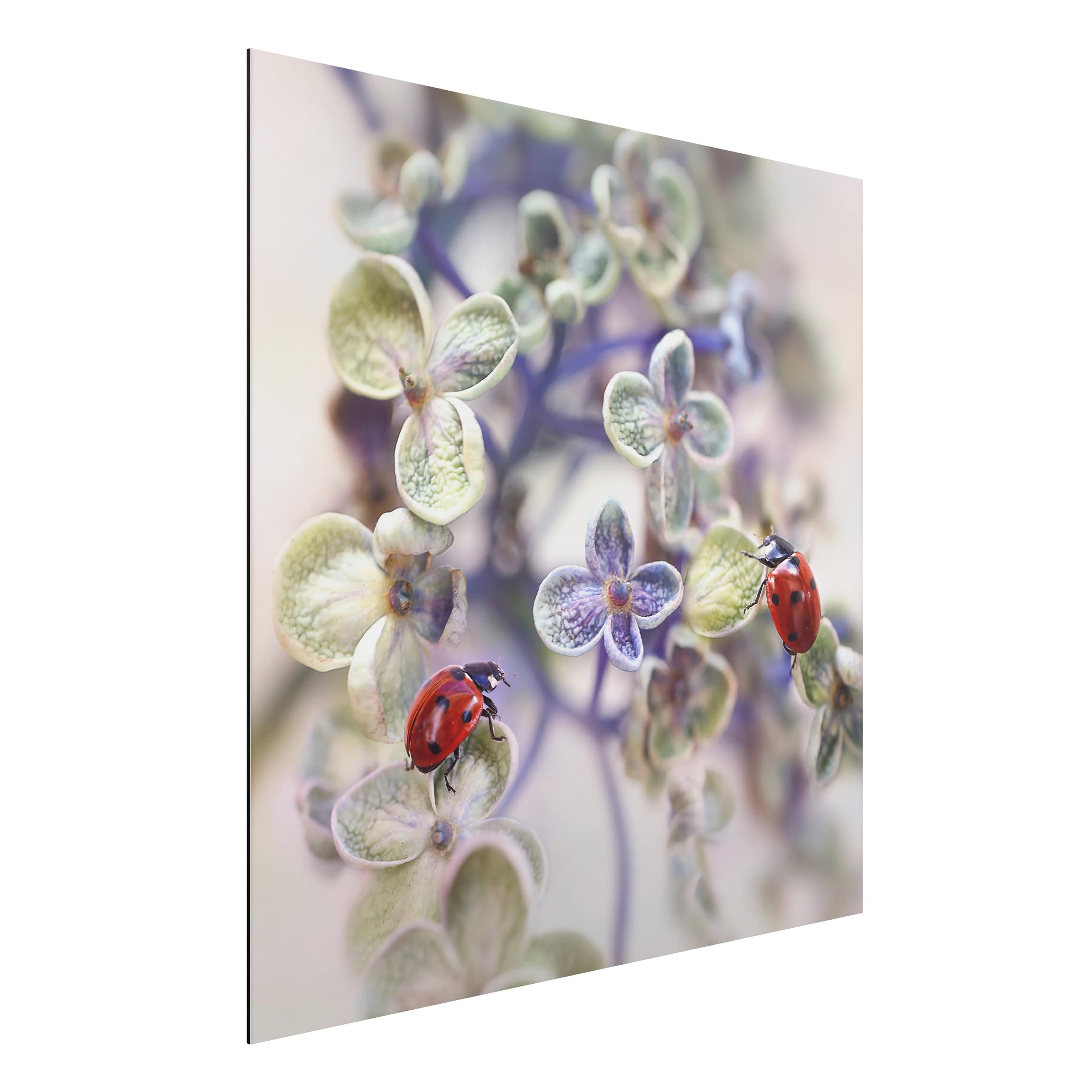 Alu-Dibond Outdoor Bild Marienkäfer im Garten