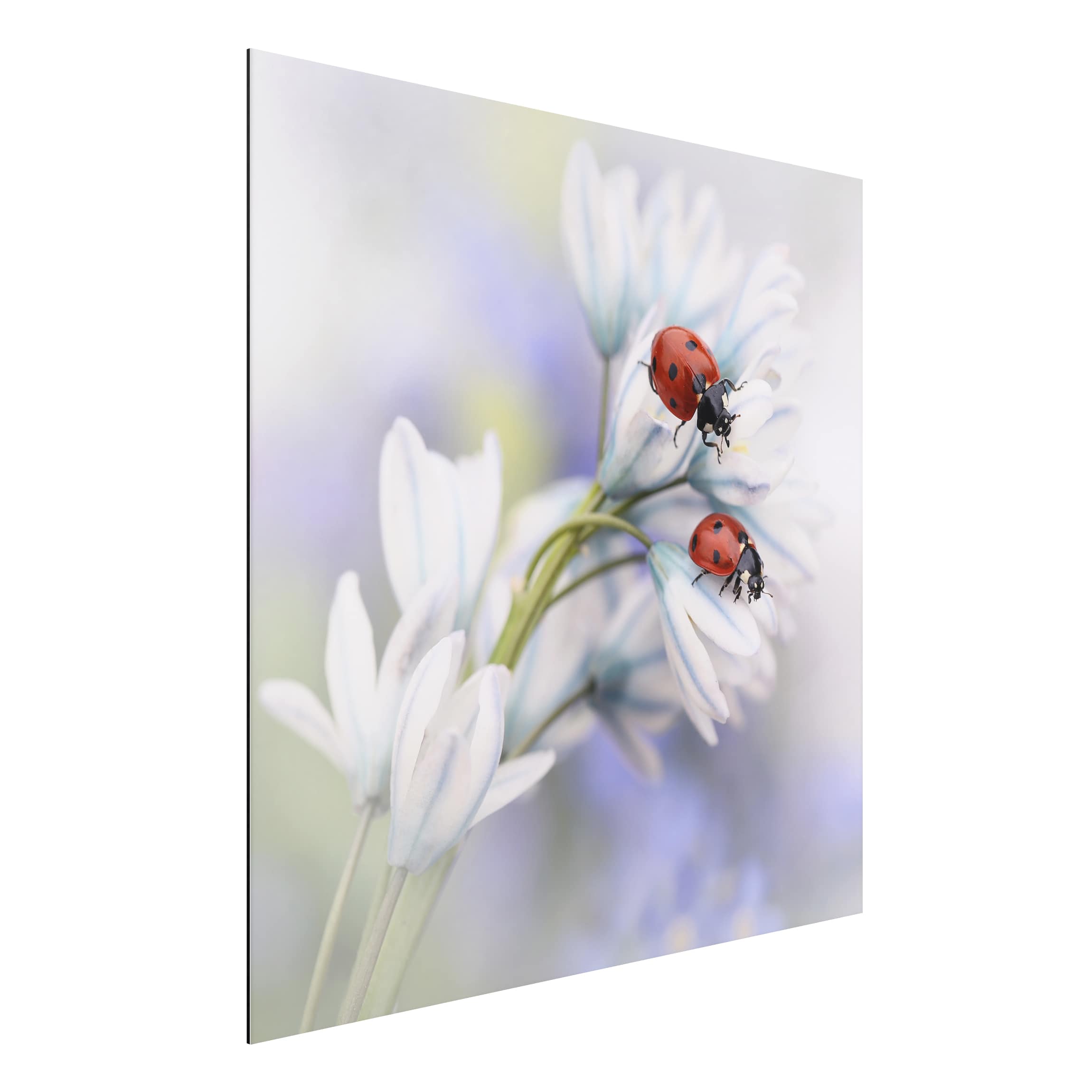Alu-Dibond Outdoor Bild Marienkäfer Paar