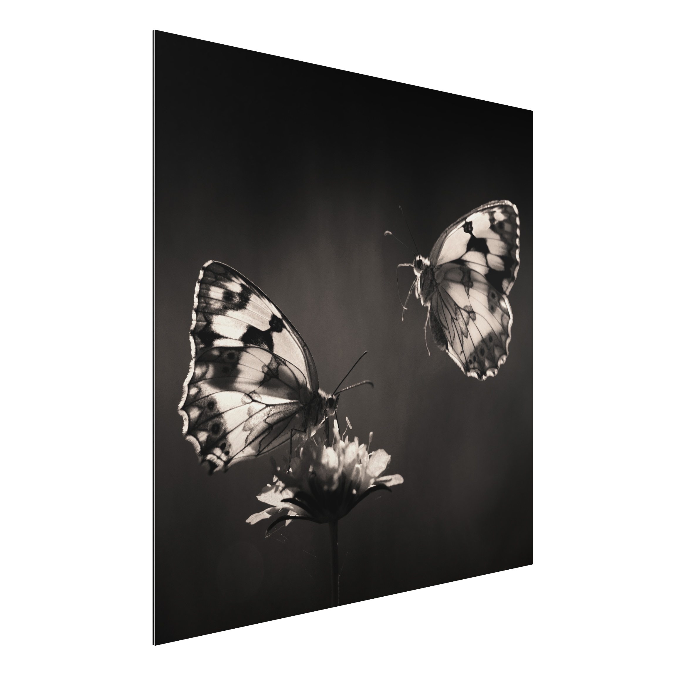 Alu-Dibond Outdoor Bild Medioluto Norte