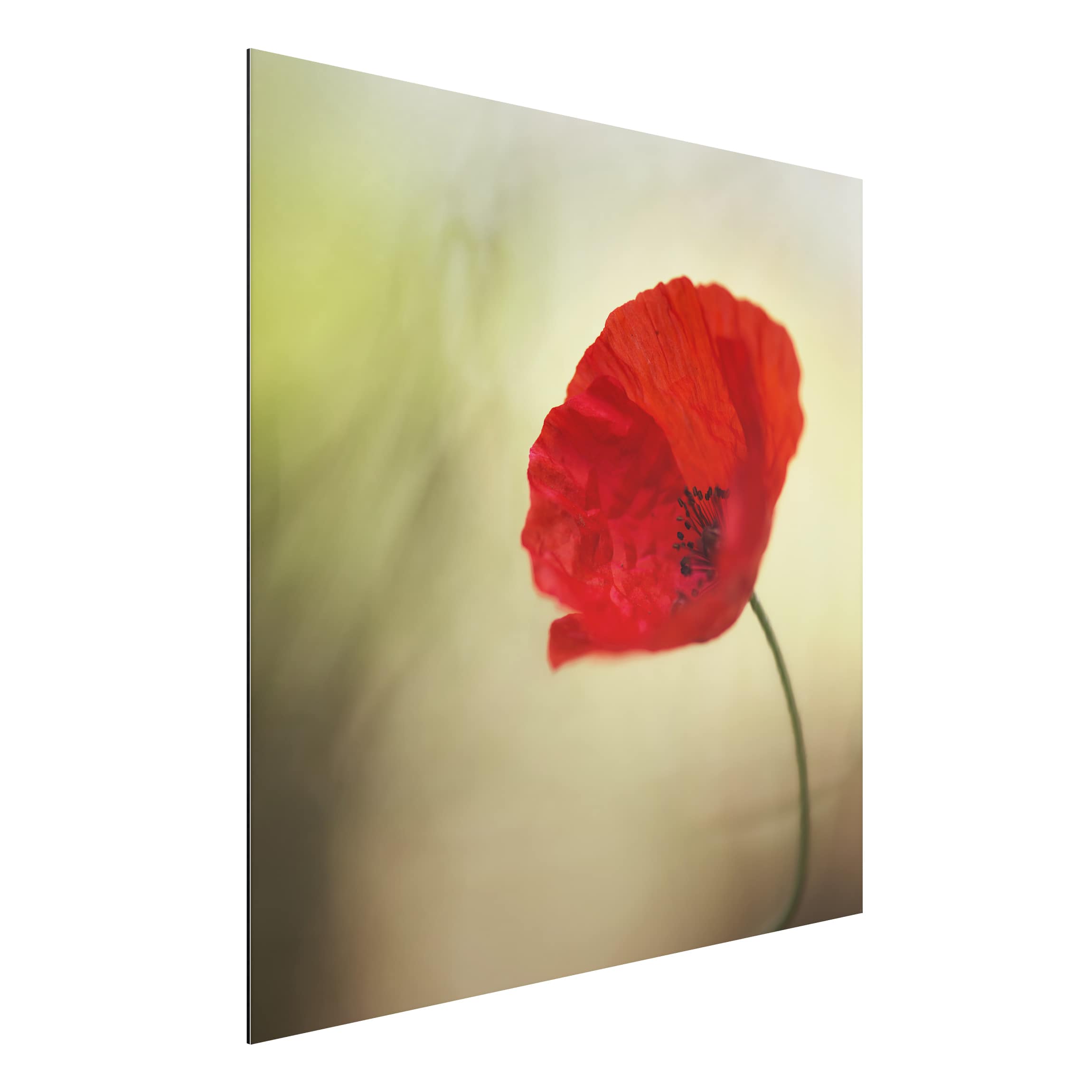 Alu-Dibond Outdoor Bild Mohnblüte im Garten