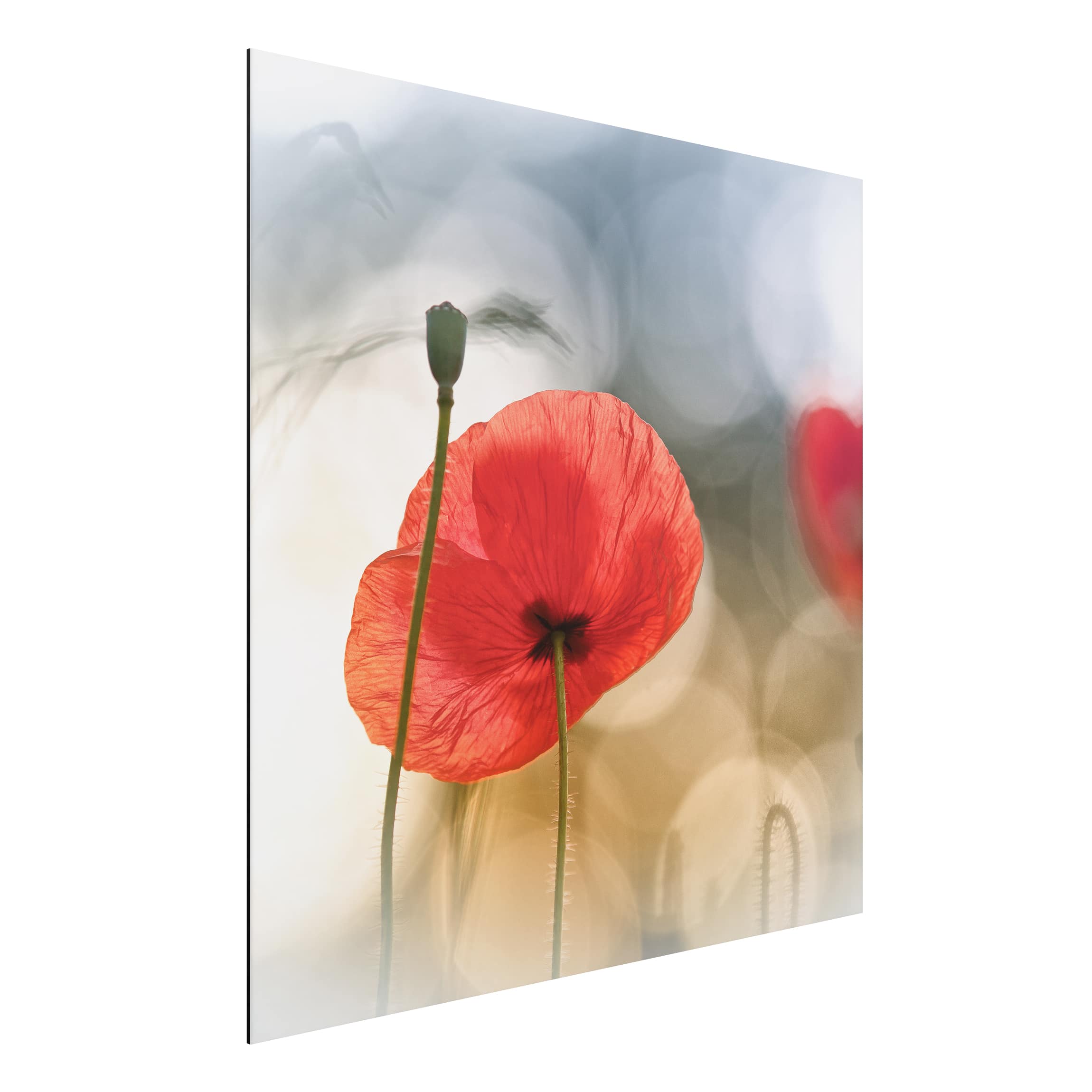 Alu-Dibond Outdoor Bild Mohnblumen am Morgen